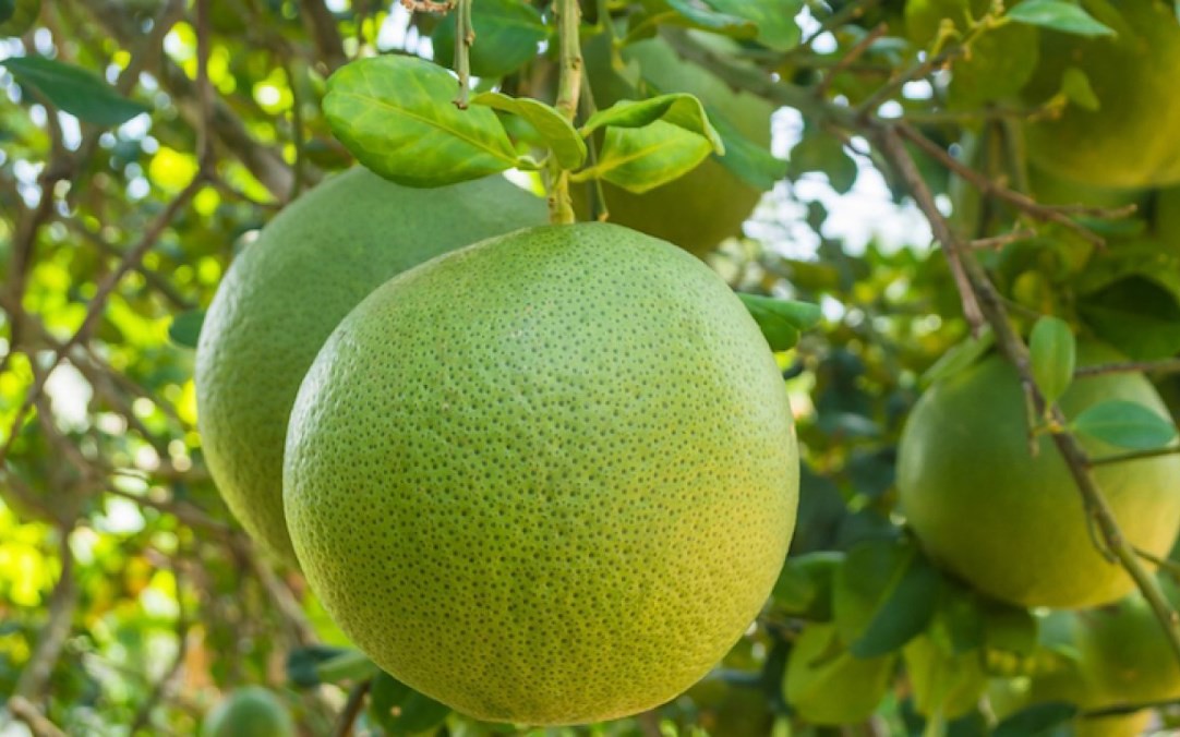 5 nhóm thuốc trị tăng huyết áp ‘lỗi thời’ không còn được khuyến cáo dùng đầu tay- Ảnh 3. 5 nhóm thuốc trị tăng huyết áp ‘lỗi thời’ không còn được khuyến cáo dùng đầu tay- Ảnh 3.