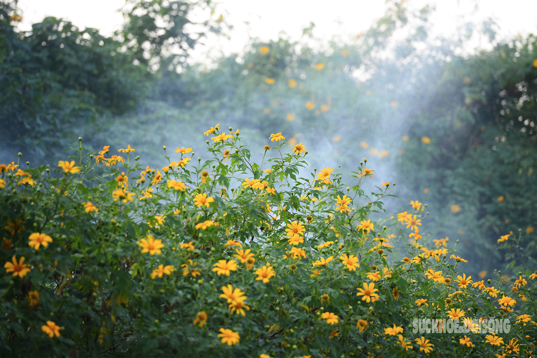 Vườn dã quỳ bung sắc giữa Thủ đô hút khách đến check-in- Ảnh 8.