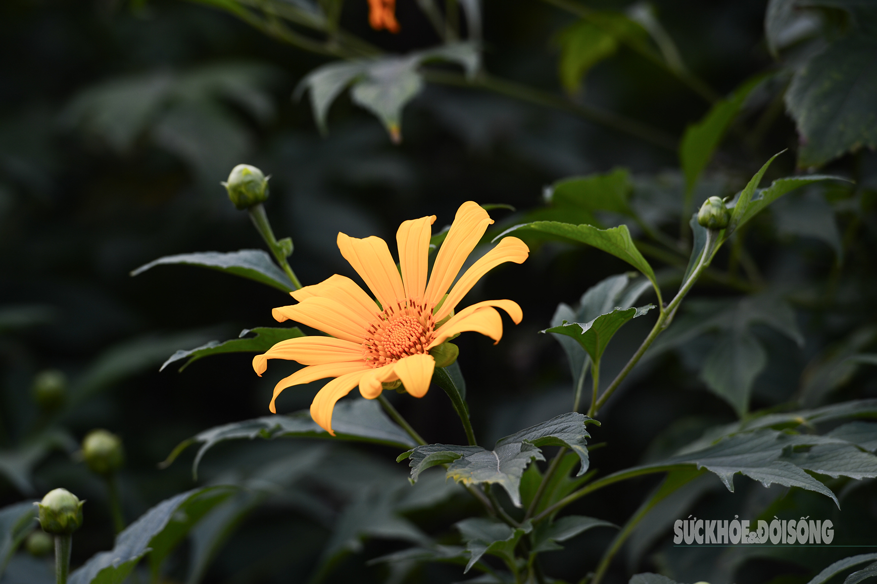 Vườn dã quỳ bung sắc giữa Thủ đô hút khách đến check-in- Ảnh 9.