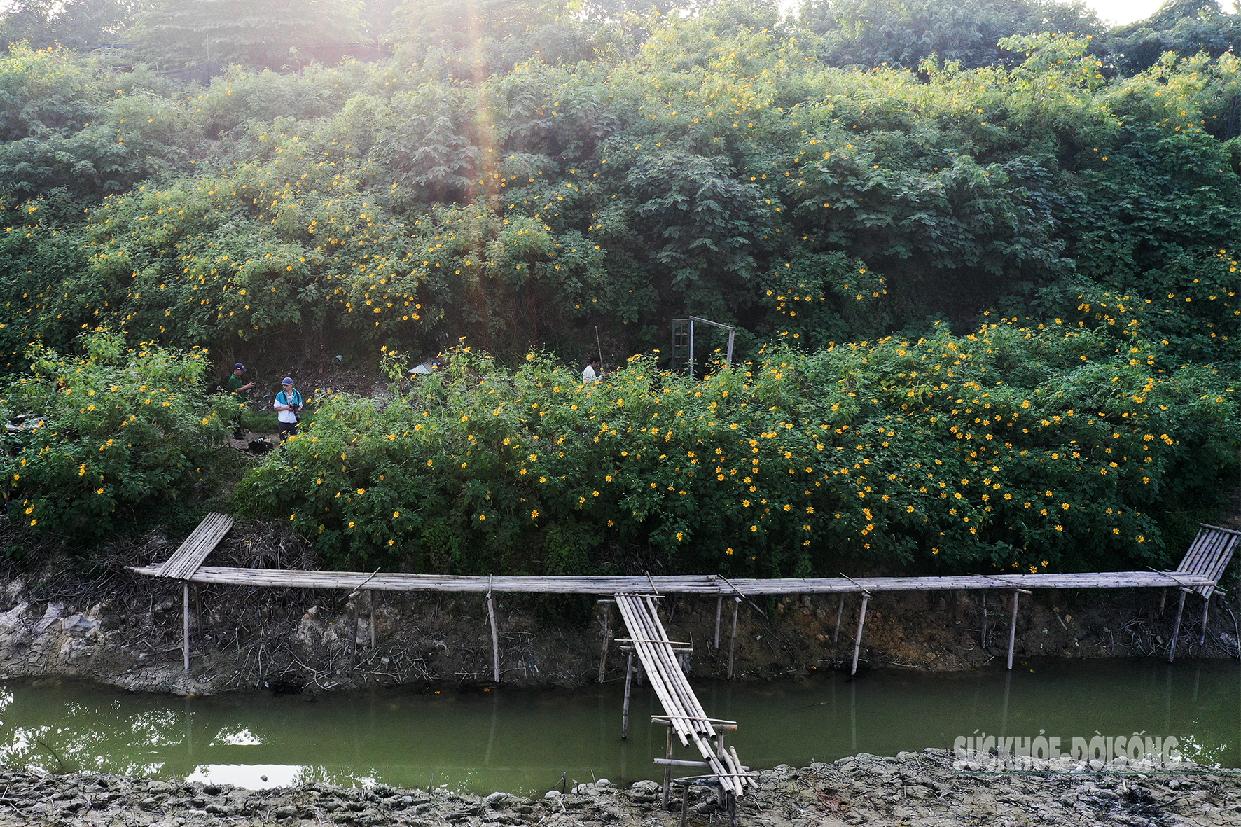 Vườn dã quỳ bung sắc giữa Thủ đô hút khách đến check-in- Ảnh 10.