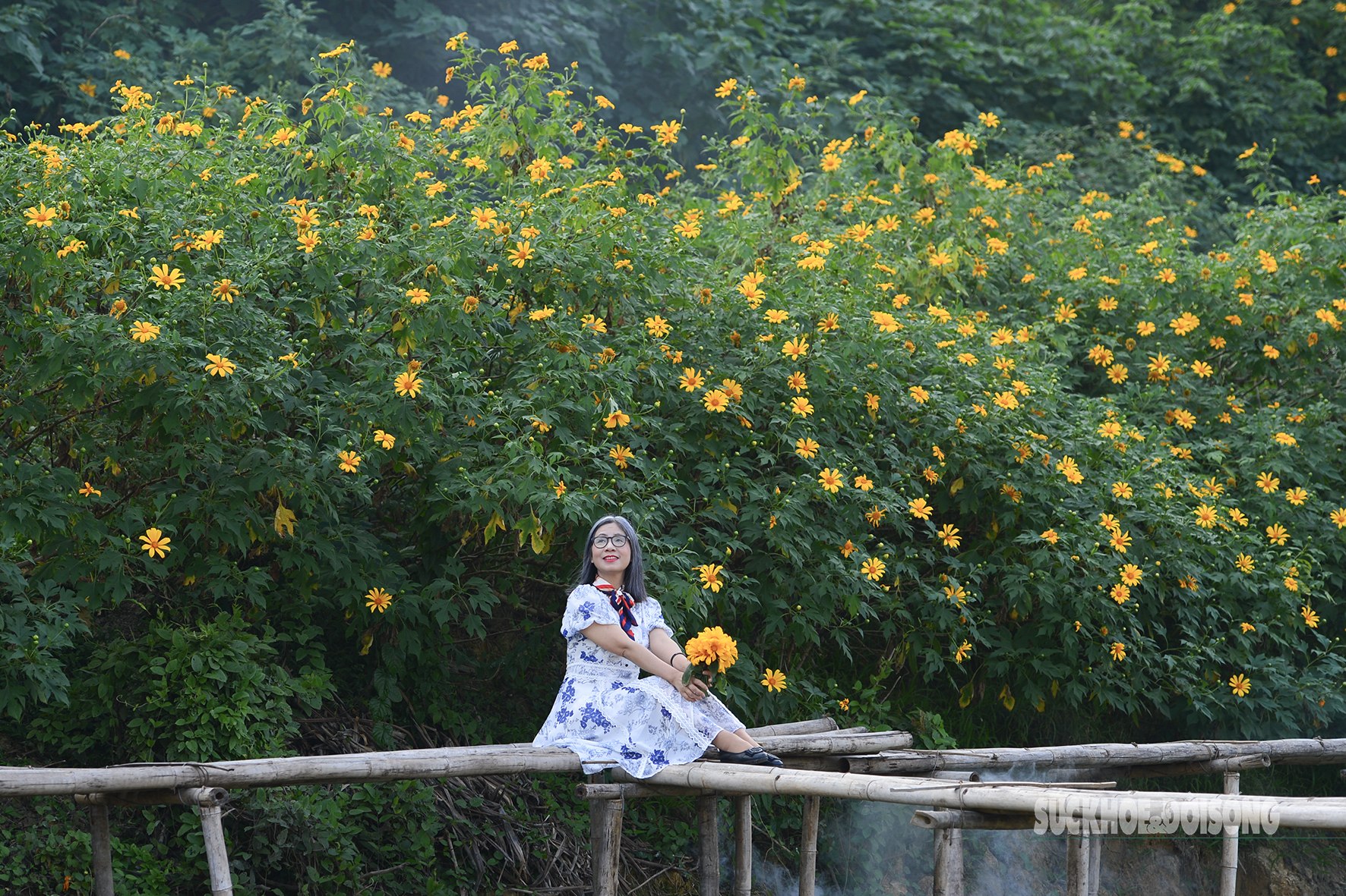 Vườn dã quỳ bung sắc giữa Thủ đô hút khách đến check-in- Ảnh 7.