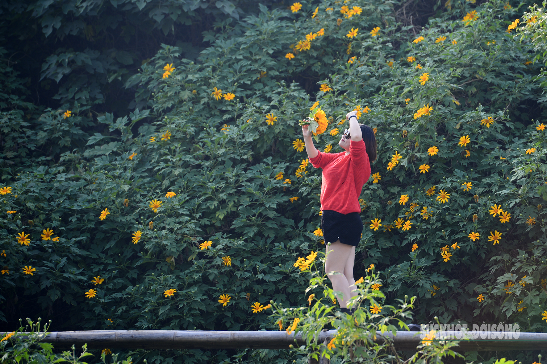 Vườn dã quỳ bung sắc giữa Thủ đô hút khách đến check-in- Ảnh 3.