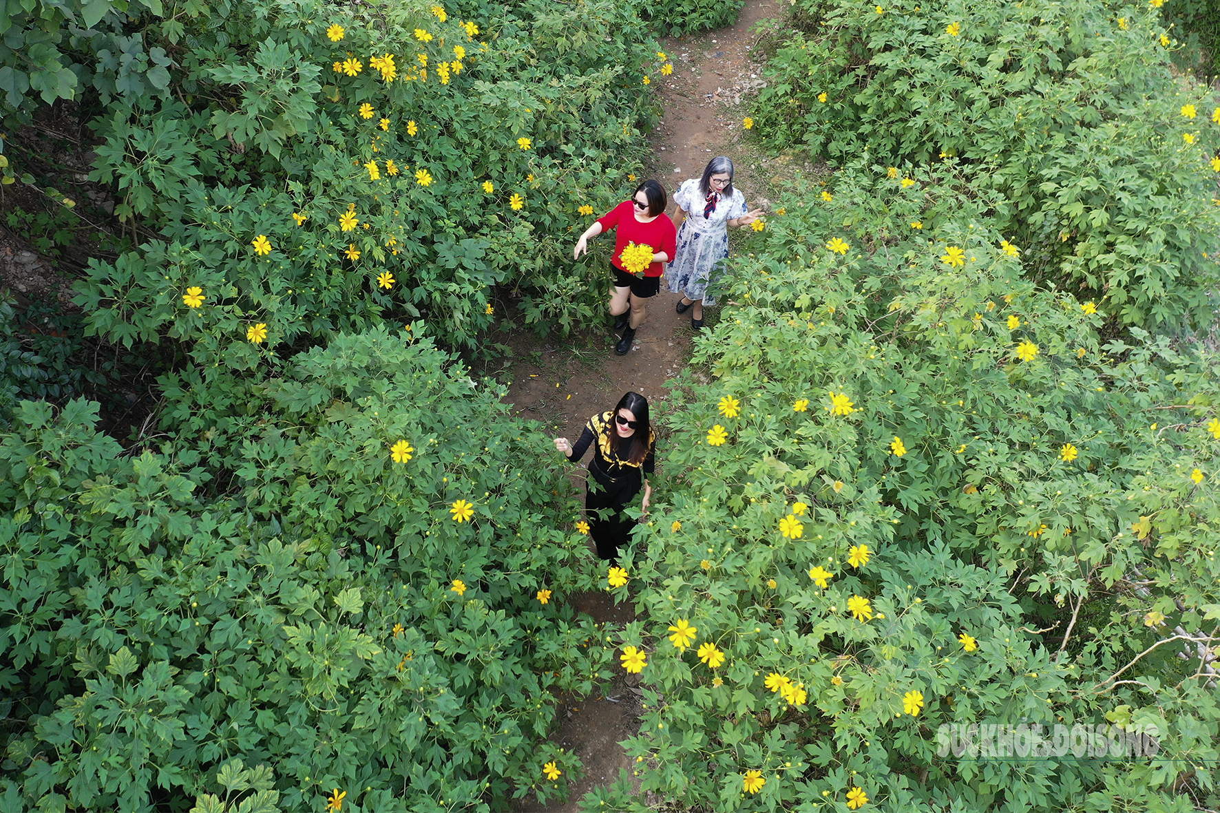 Vườn dã quỳ bung sắc giữa Thủ đô hút khách đến check-in- Ảnh 2.