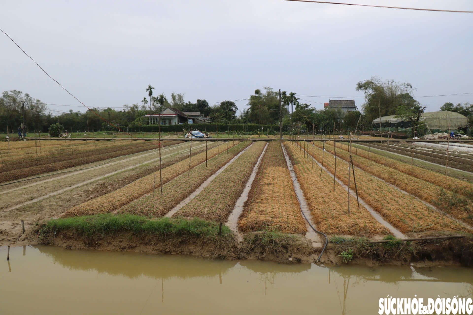 Nông dân xứ Huế 'chạy đua' với thời gian cho vụ hoa quan trọng nhất năm- Ảnh 1.