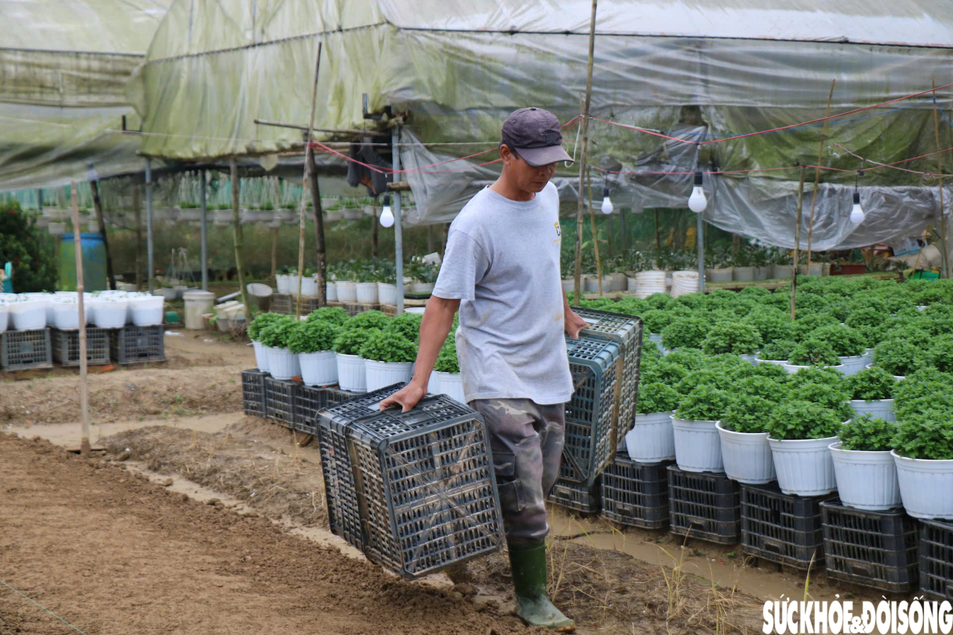 Nông dân xứ Huế 'chạy đua' với thời gian cho vụ hoa quan trọng nhất năm- Ảnh 5.