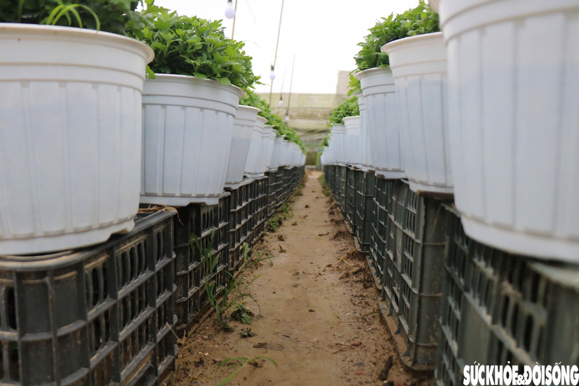 Nông dân xứ Huế 'chạy đua' với thời gian cho vụ hoa quan trọng nhất năm- Ảnh 8.