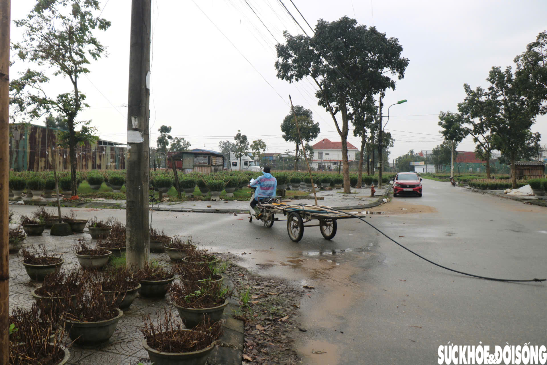 Nông dân xứ Huế 'chạy đua' với thời gian cho vụ hoa quan trọng nhất năm- Ảnh 10.