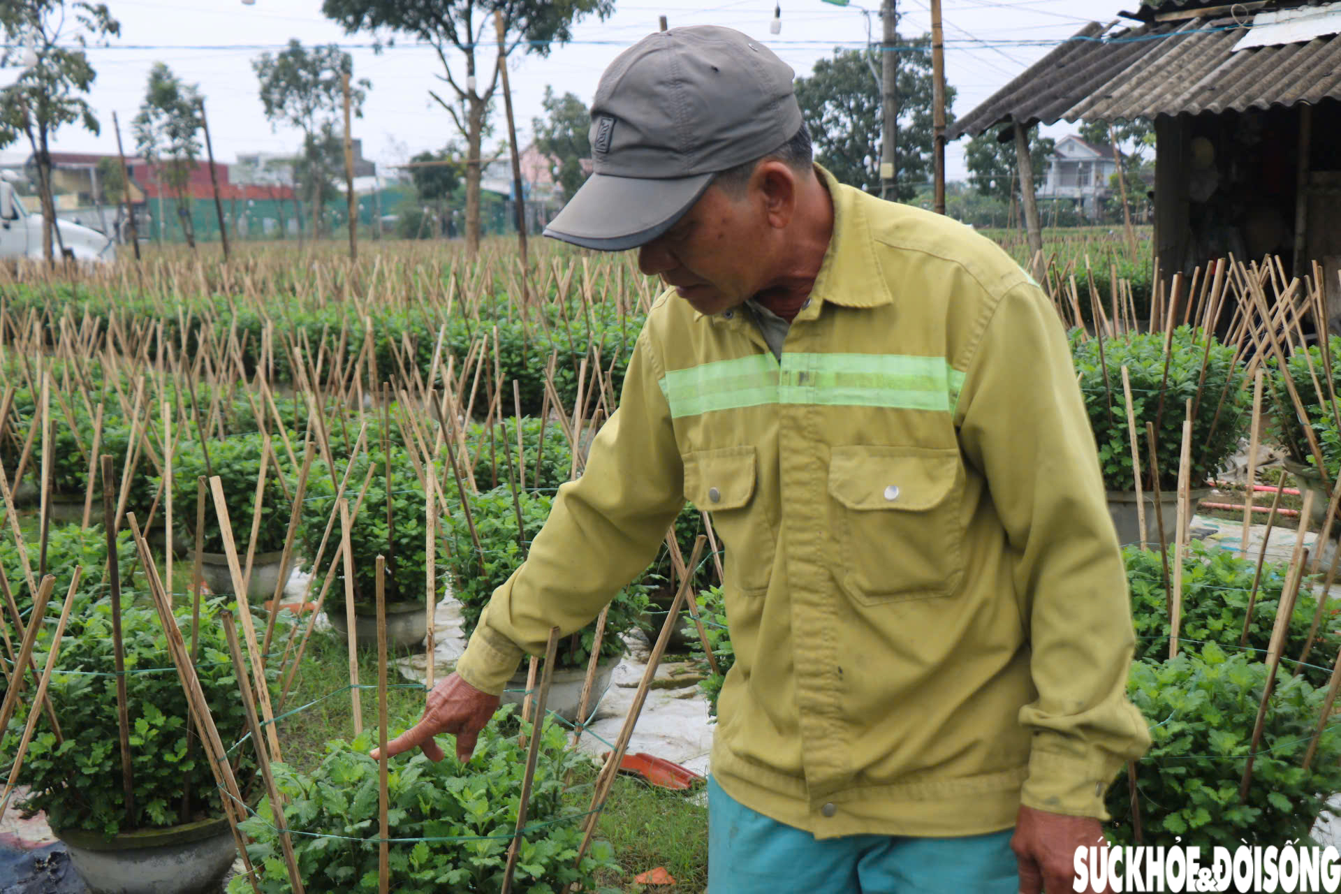 Nông dân xứ Huế 'chạy đua' với thời gian cho vụ hoa quan trọng nhất năm- Ảnh 11.