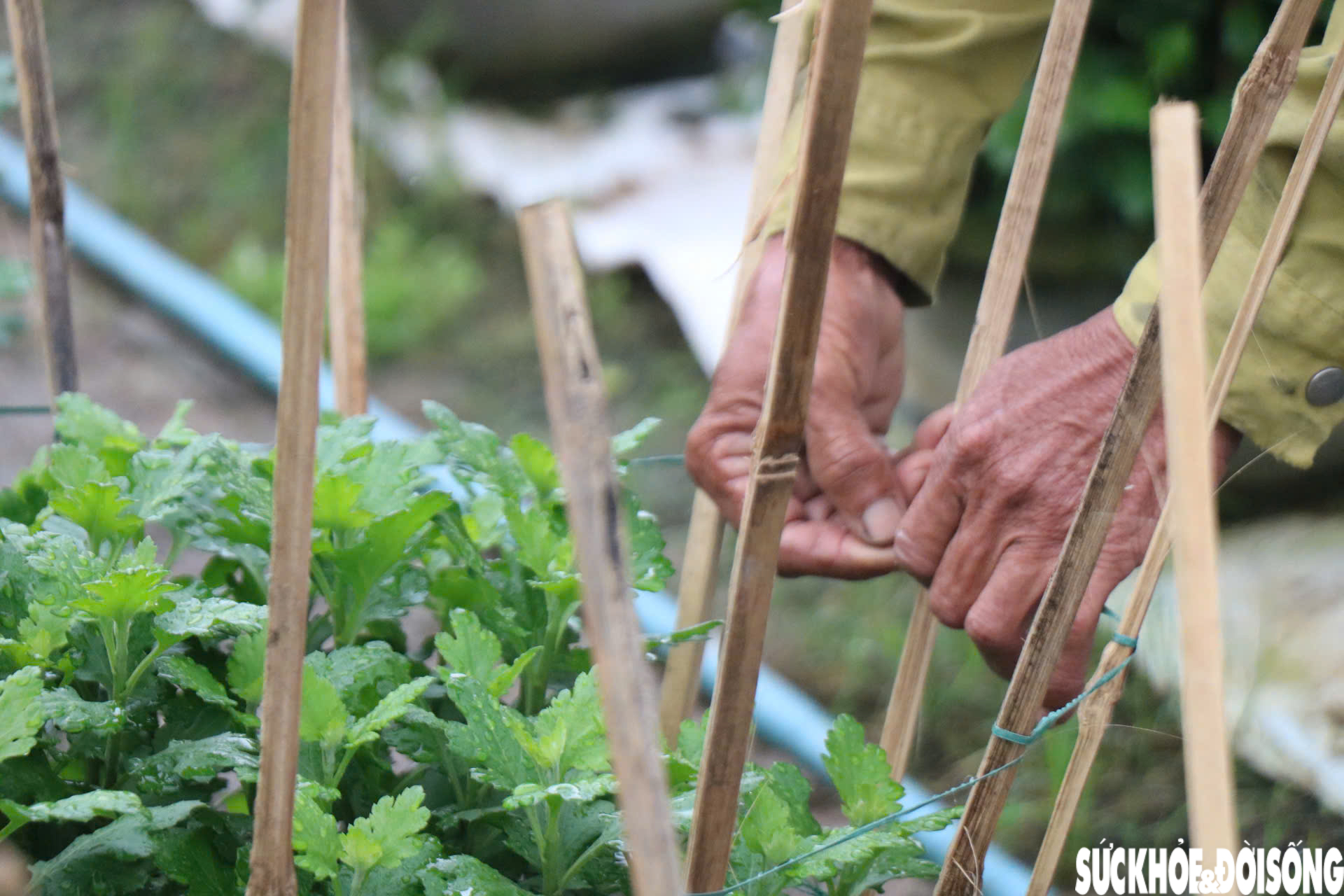 Nông dân xứ Huế 'chạy đua' với thời gian cho vụ hoa quan trọng nhất năm- Ảnh 14.