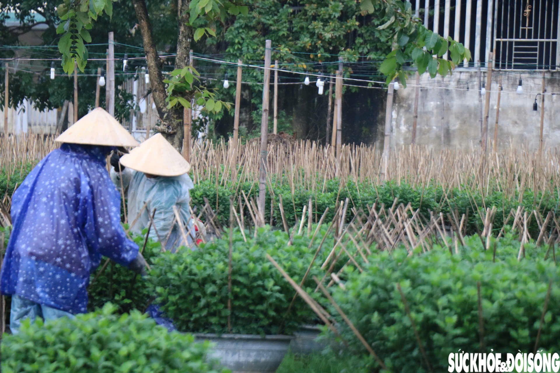 Nông dân xứ Huế 'chạy đua' với thời gian cho vụ hoa quan trọng nhất năm- Ảnh 15.