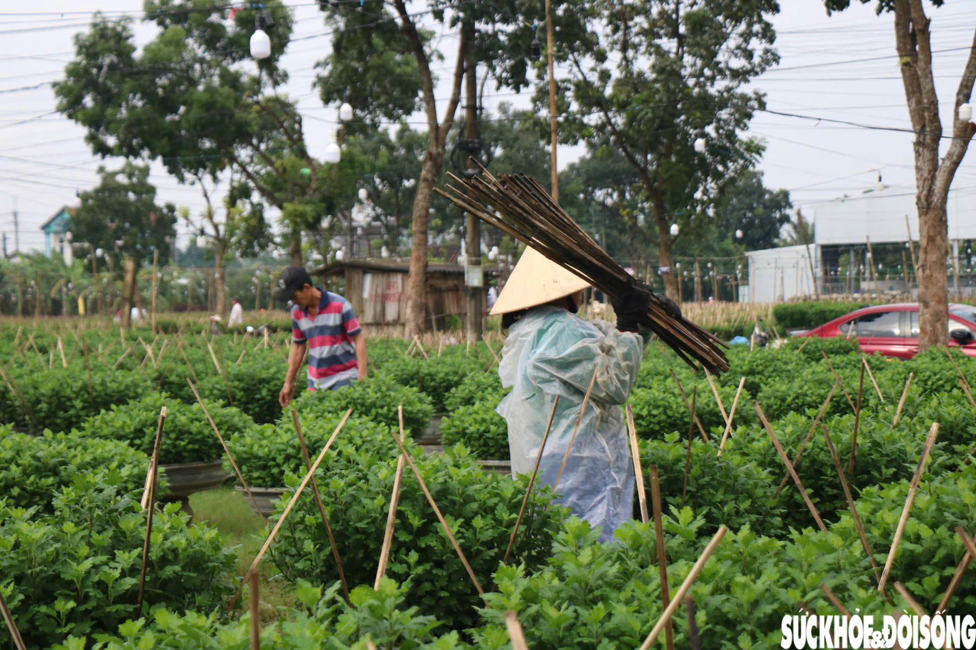 Nông dân xứ Huế 'chạy đua' với thời gian cho vụ hoa quan trọng nhất năm- Ảnh 16.