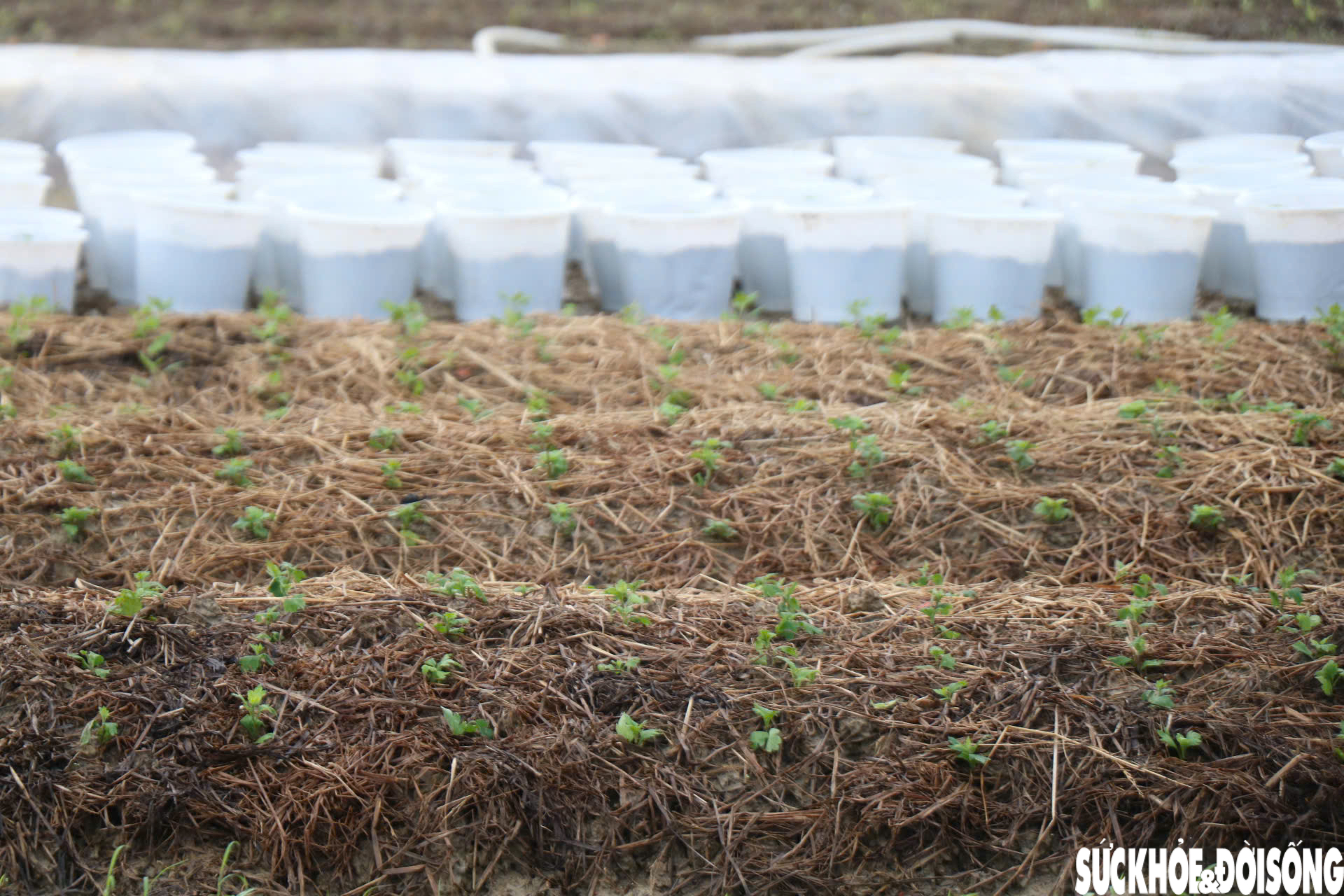 Nông dân xứ Huế 'chạy đua' với thời gian cho vụ hoa quan trọng nhất năm- Ảnh 6.