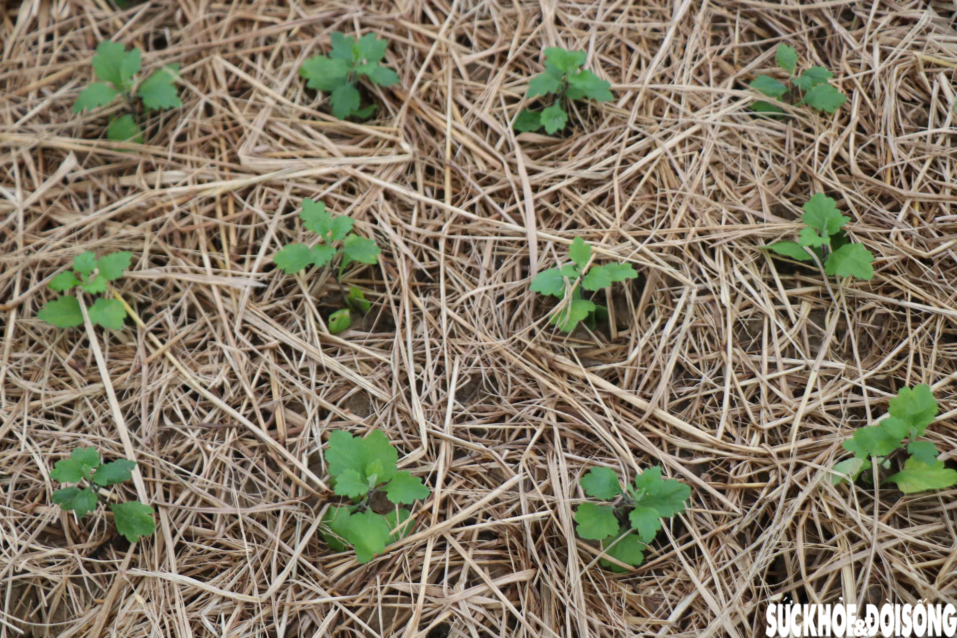 Nông dân xứ Huế 'chạy đua' với thời gian cho vụ hoa quan trọng nhất năm- Ảnh 7.