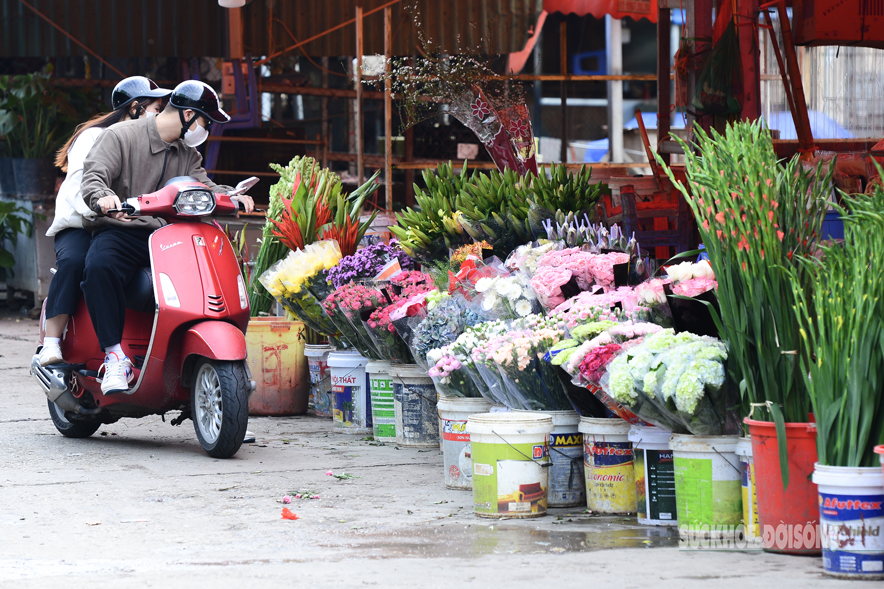 Hoa đào, lê, mận bung nở khoe sắc sớm dù 2 tháng nữa mới đến Tết Nguyên đán- Ảnh 12.
