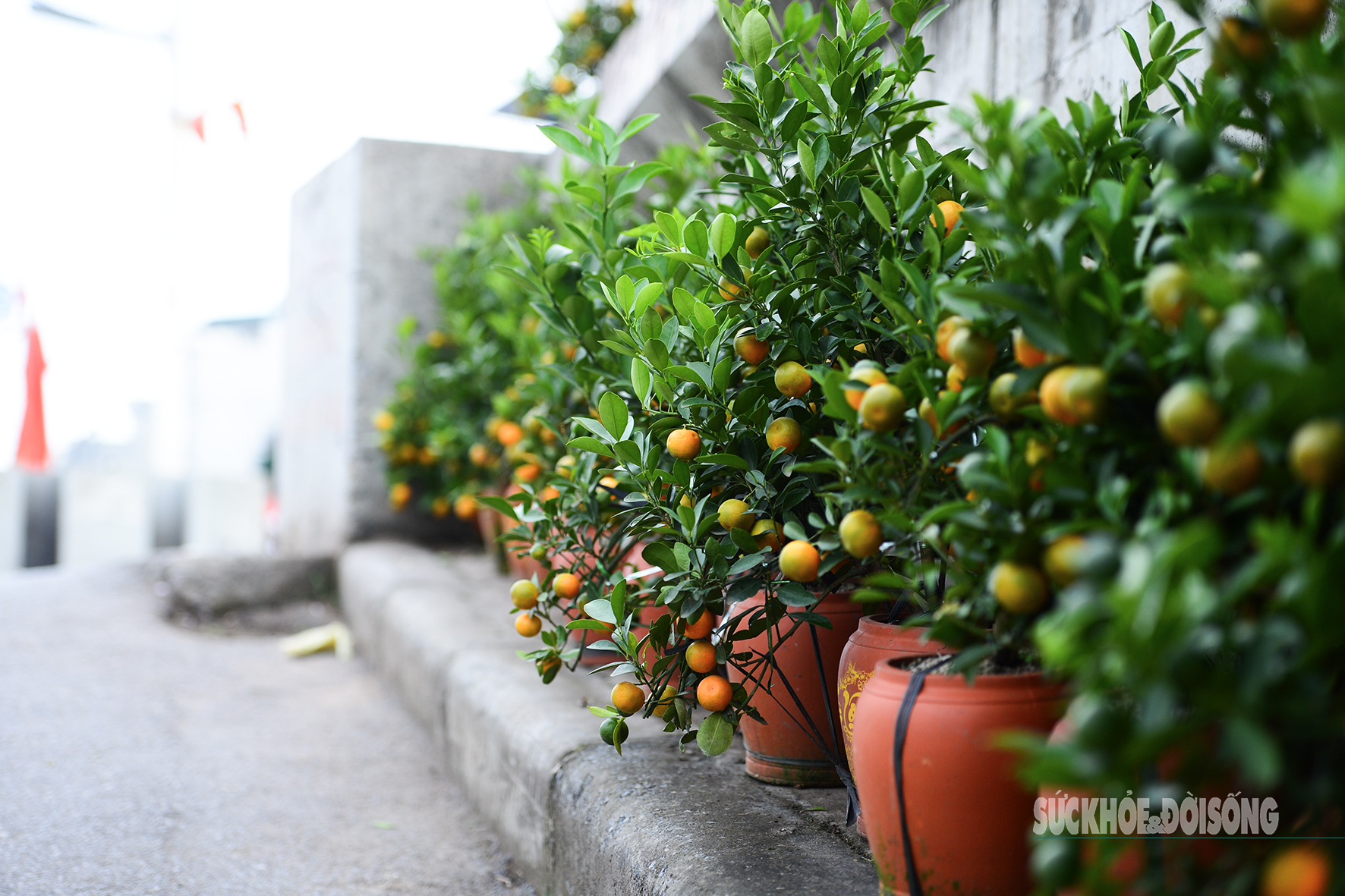 Hoa đào, lê, mận bung nở khoe sắc sớm dù 2 tháng nữa mới đến Tết Nguyên đán- Ảnh 10.