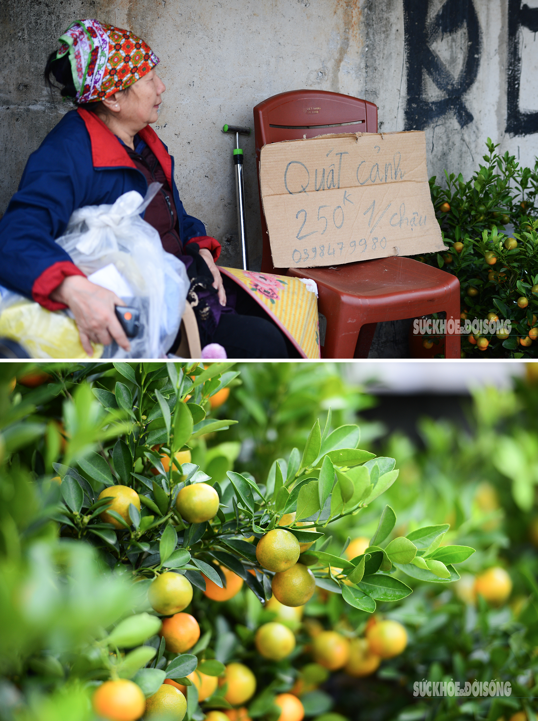 Hoa đào, lê, mận bung nở khoe sắc sớm dù 2 tháng nữa mới đến Tết Nguyên đán- Ảnh 3.