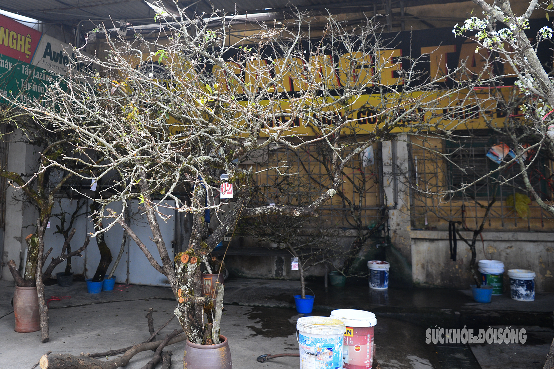 Hoa đào, lê, mận bung nở khoe sắc sớm dù 2 tháng nữa mới đến Tết Nguyên đán- Ảnh 9.