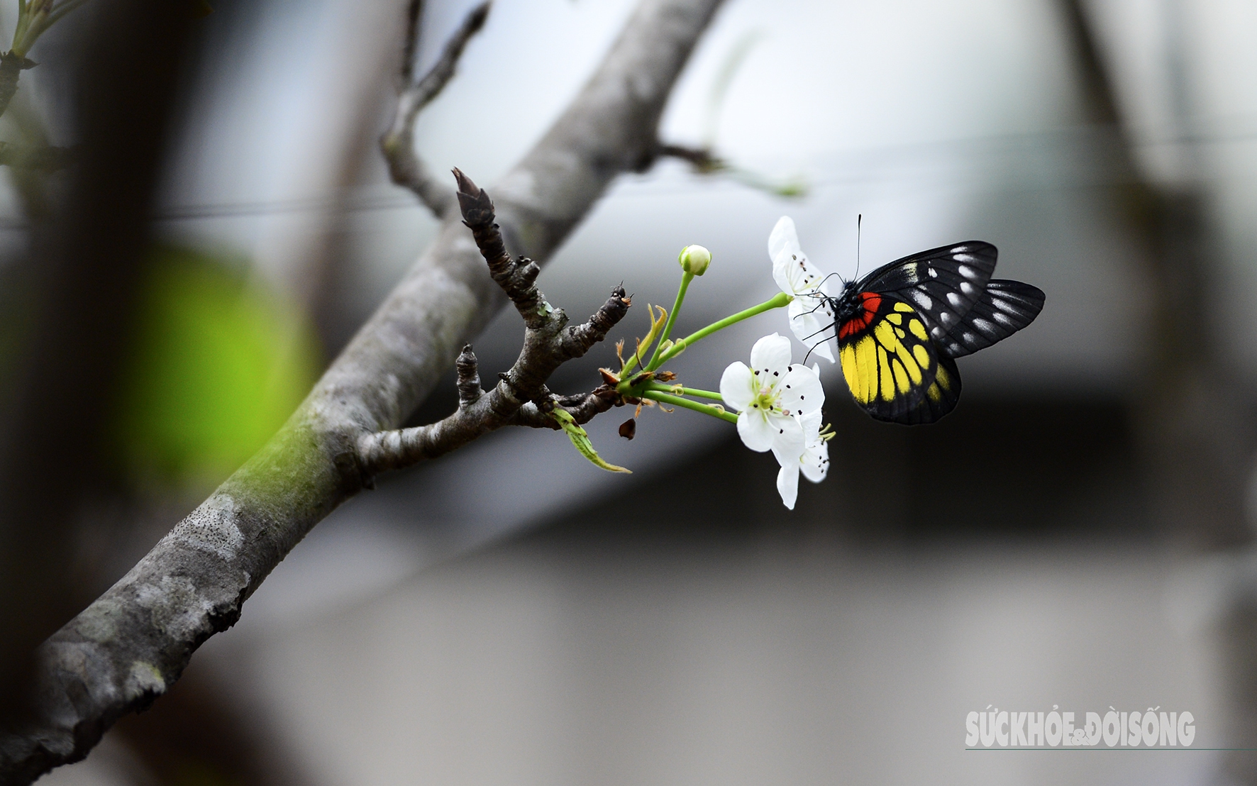 Vườn đào Nhật Tân, mùa 'canh Tết'- Ảnh 8.