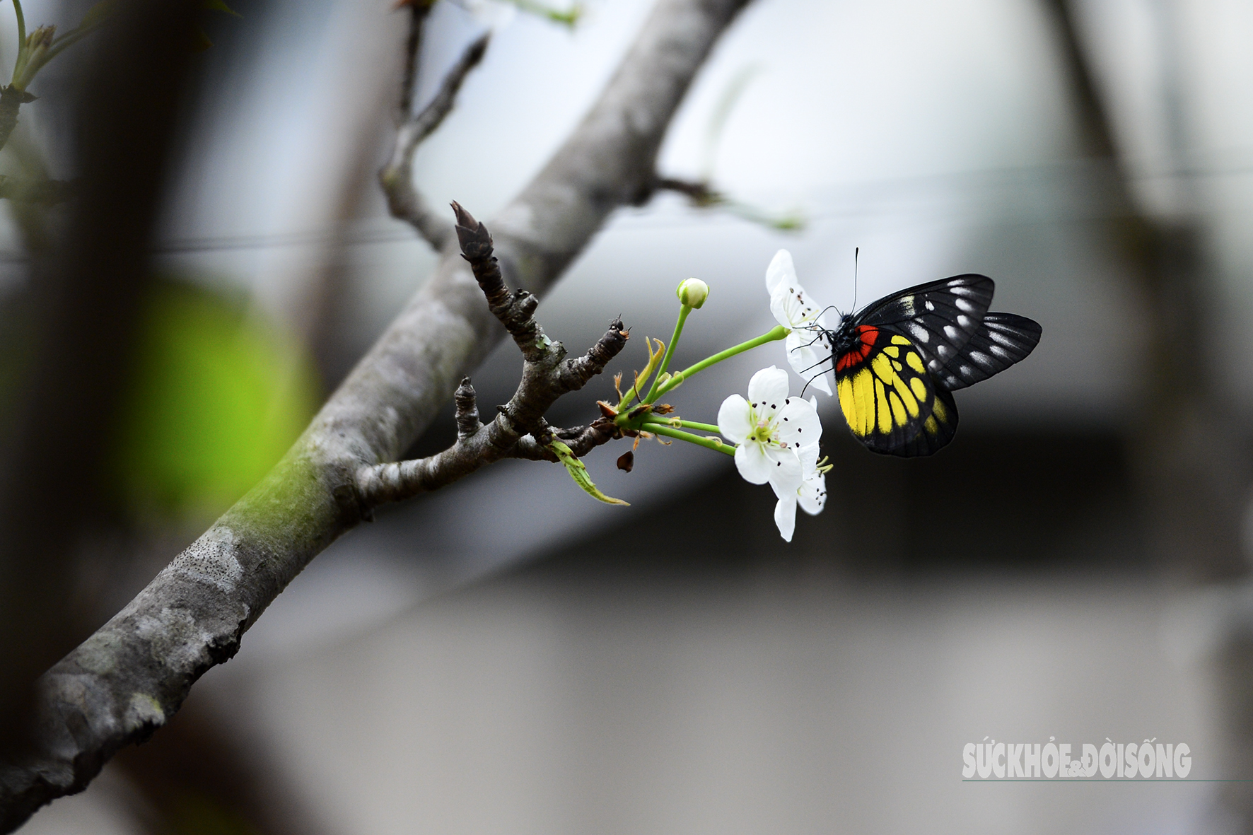 Hoa đào, lê, mận bung nở khoe sắc sớm dù 2 tháng nữa mới đến Tết Nguyên đán- Ảnh 1.