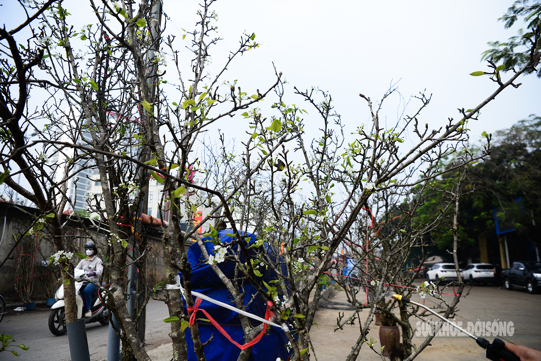 Hoa đào, lê, mận bung nở khoe sắc sớm dù 2 tháng nữa mới đến Tết Nguyên đán- Ảnh 6.
