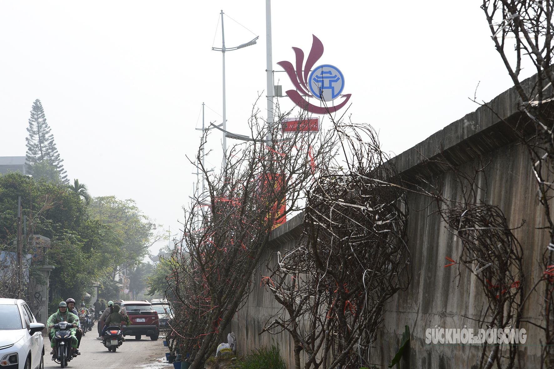 Hoa đào, lê, mận bung nở khoe sắc sớm dù 2 tháng nữa mới đến Tết Nguyên đán- Ảnh 5.