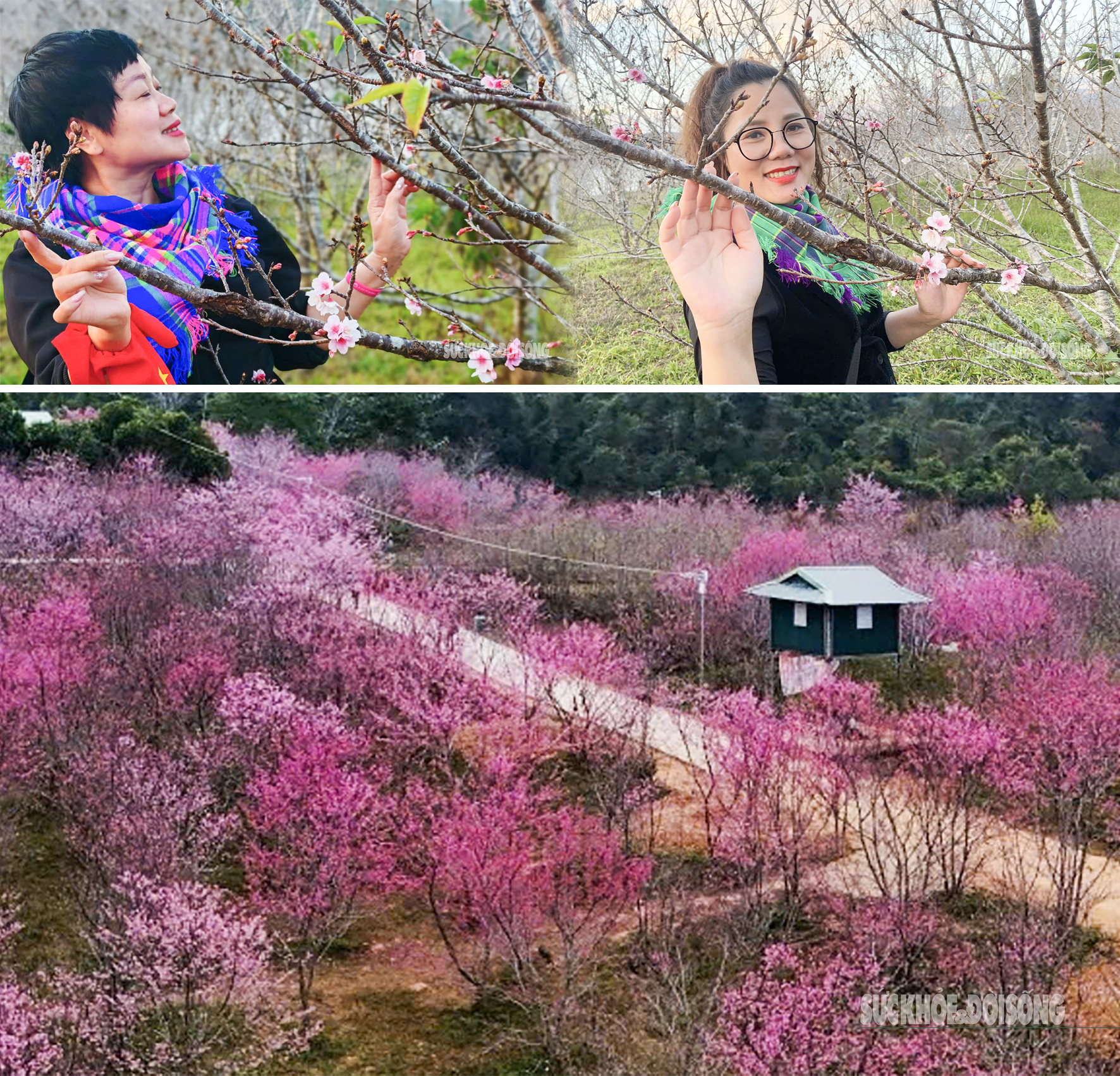 Hoa anh đào nở sớm và người 'đánh thức mùa xuân' nơi cực Tây Tổ quốc- Ảnh 5.