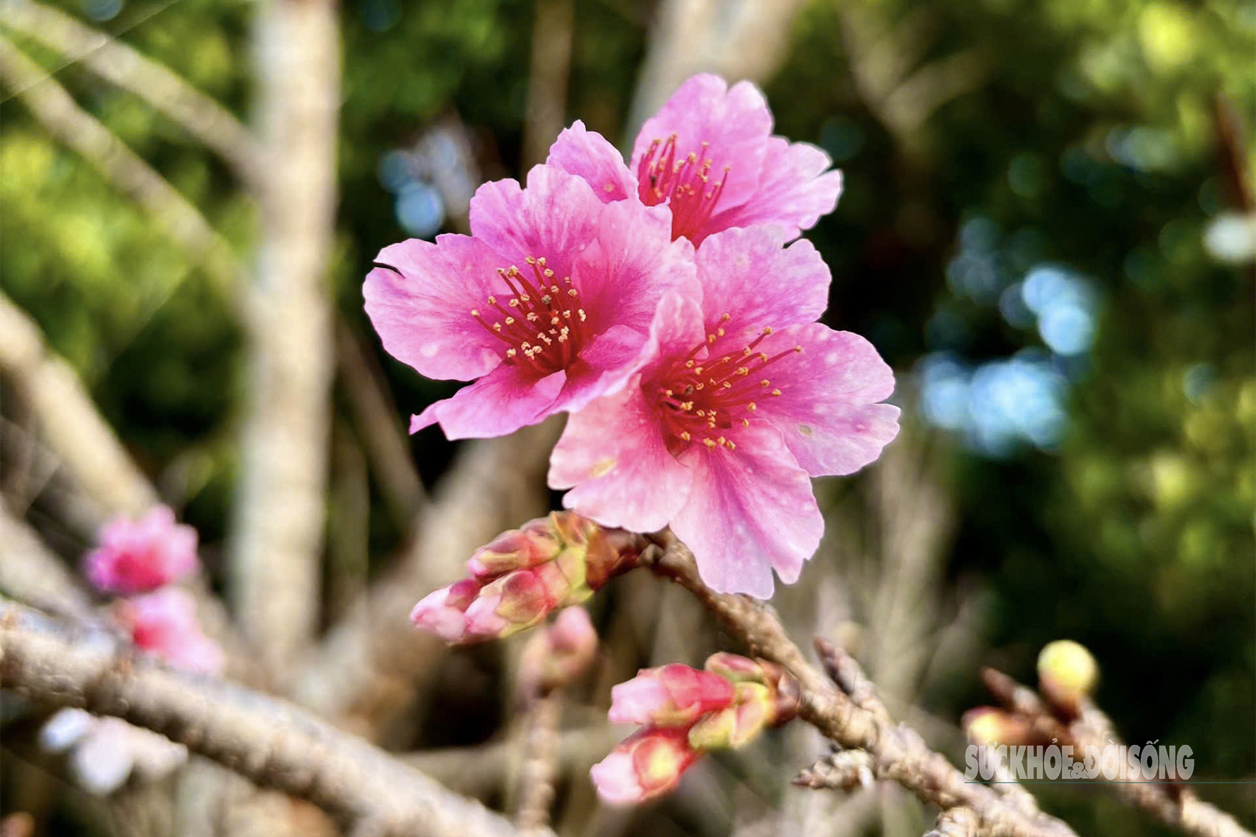 Hoa anh đào nở sớm và người 'đánh thức mùa xuân' nơi cực Tây Tổ quốc- Ảnh 2.