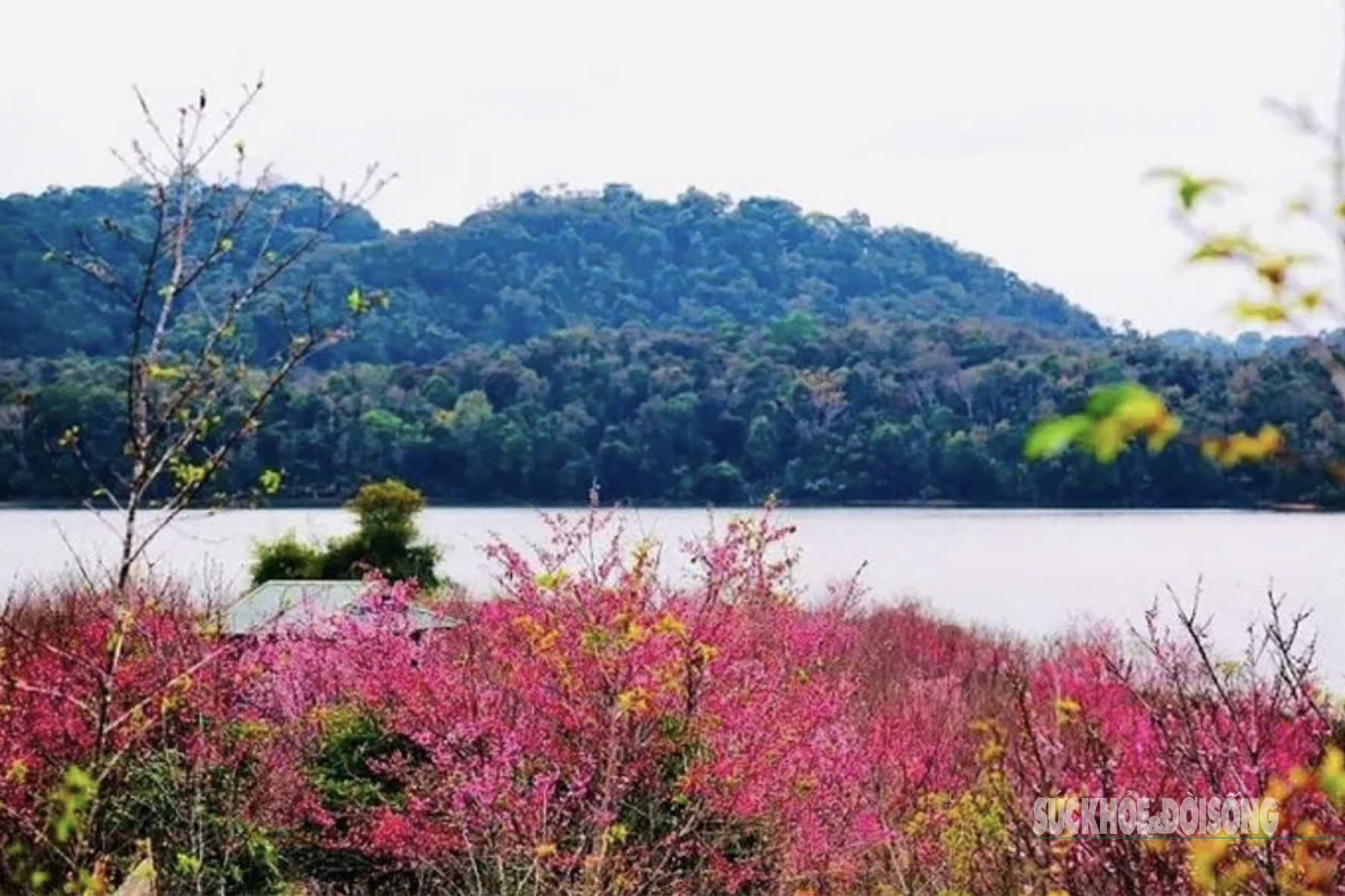 Hoa anh đào nở sớm và người 'đánh thức mùa xuân' nơi cực Tây Tổ quốc- Ảnh 1.