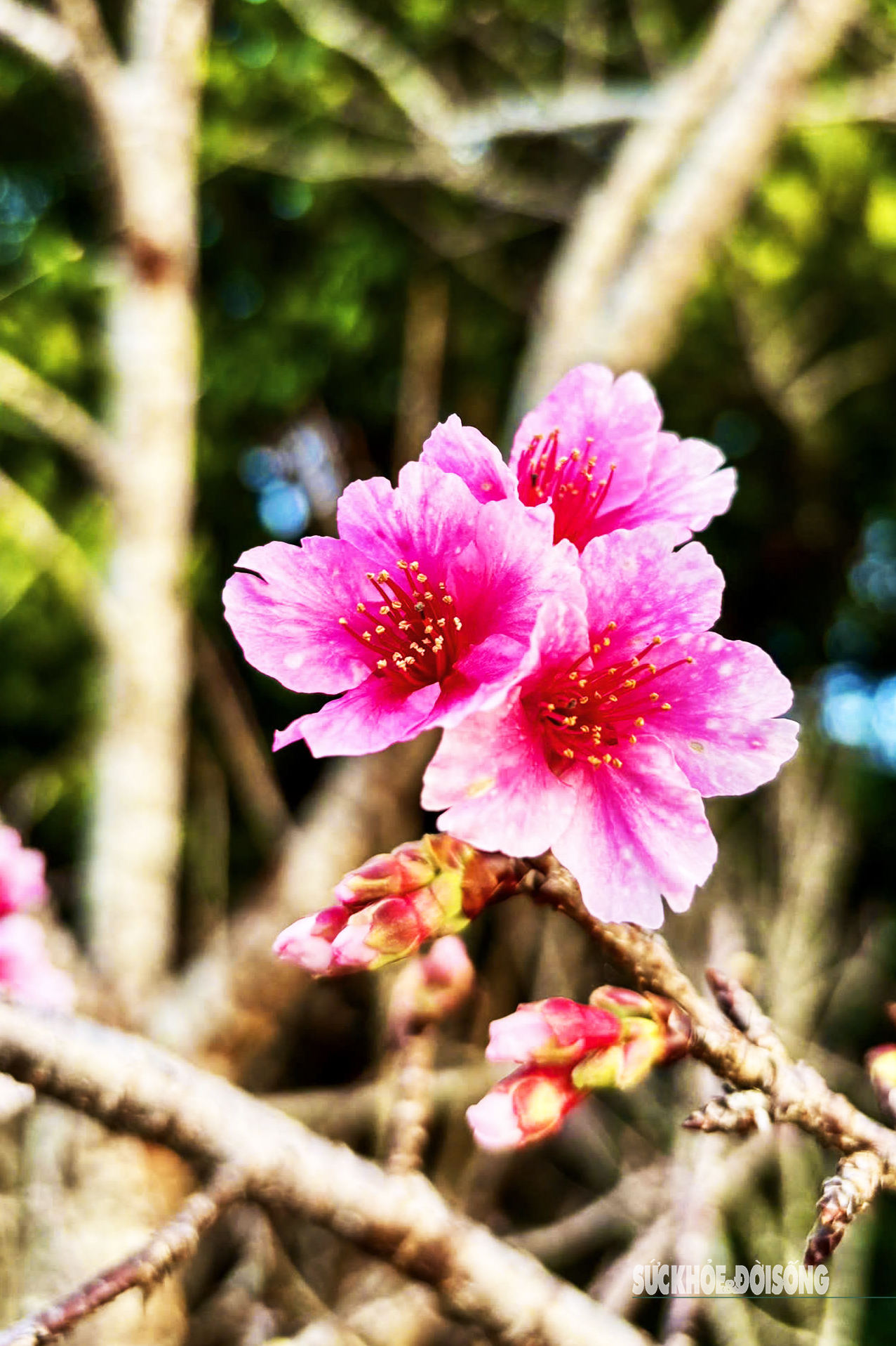 Hoa anh đào nở sớm và người 'đánh thức mùa xuân' nơi cực Tây Tổ quốc- Ảnh 6.