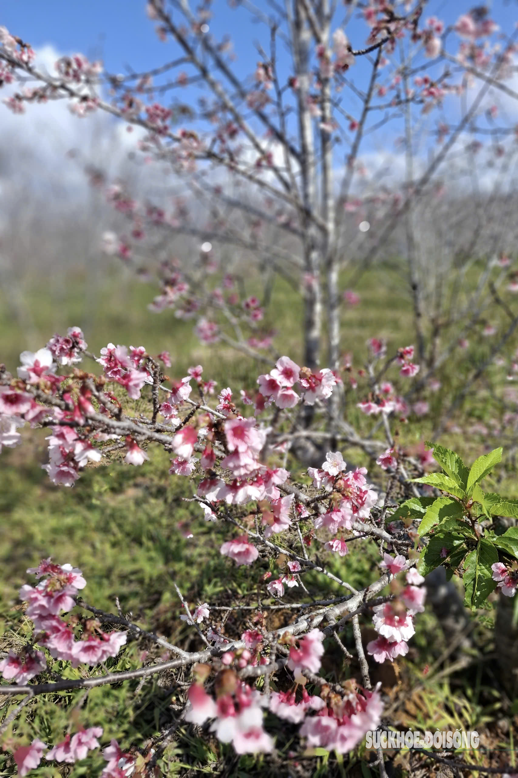 Hoa anh đào nở sớm và người 'đánh thức mùa xuân' nơi cực Tây Tổ quốc- Ảnh 3.