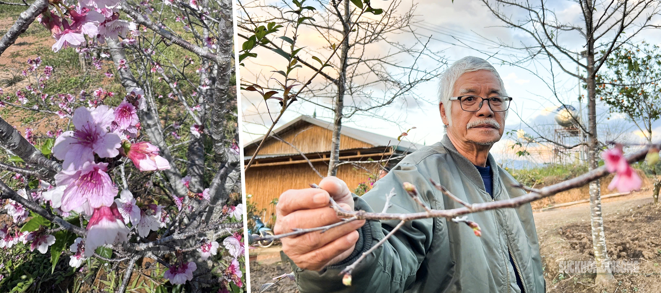 Hoa anh đào nở sớm và người 'đánh thức mùa xuân' nơi cực Tây Tổ quốc- Ảnh 4.