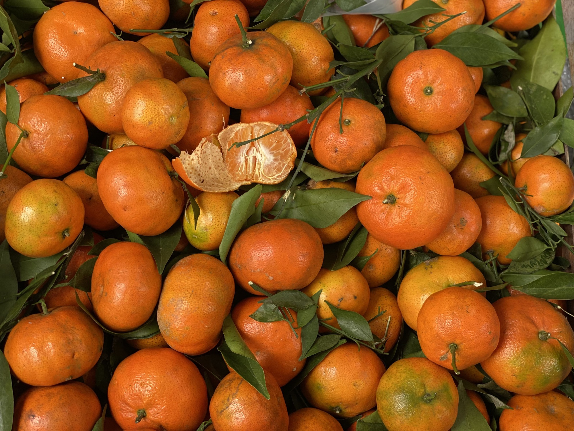 Tiểu thương 'tiết lộ' nguồn gốc thực sự của một loại cam đang bán tràn ngập chợ Việt- Ảnh 1.