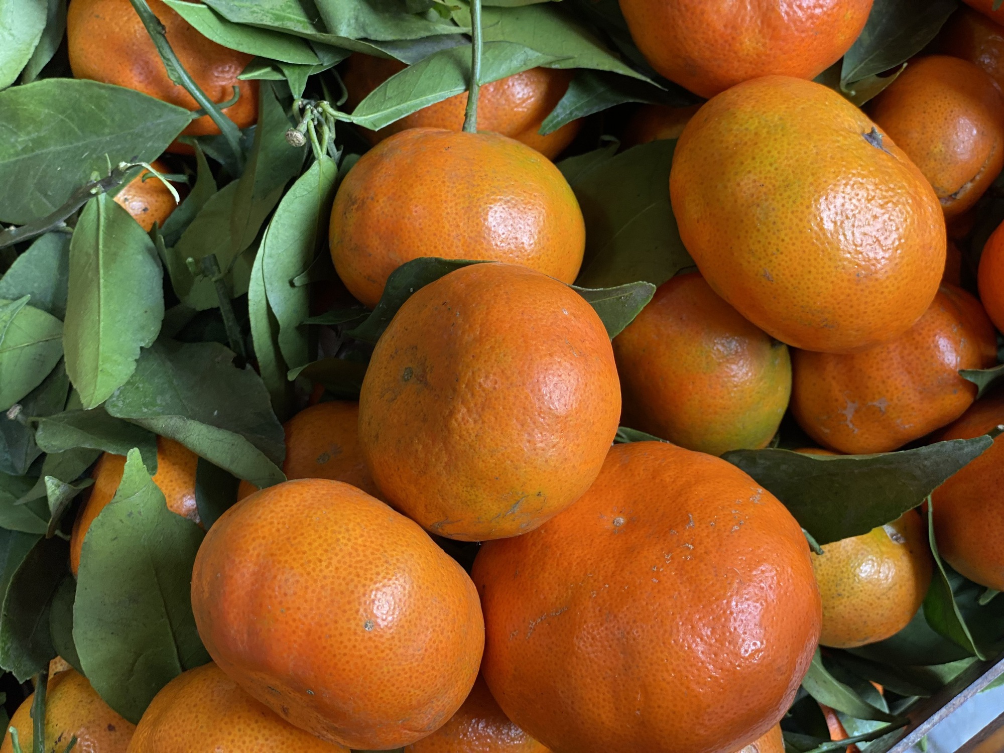 Tiểu thương 'tiết lộ' nguồn gốc thực sự của một loại cam đang bán tràn ngập chợ Việt- Ảnh 3.