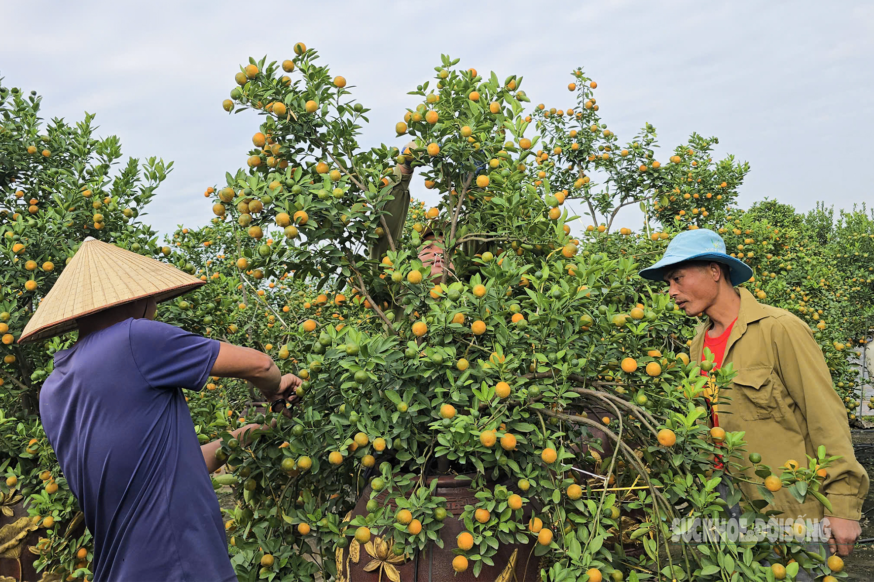 Người dân Tứ Liên hối hả đưa quất 'vào thế'- Ảnh 1.