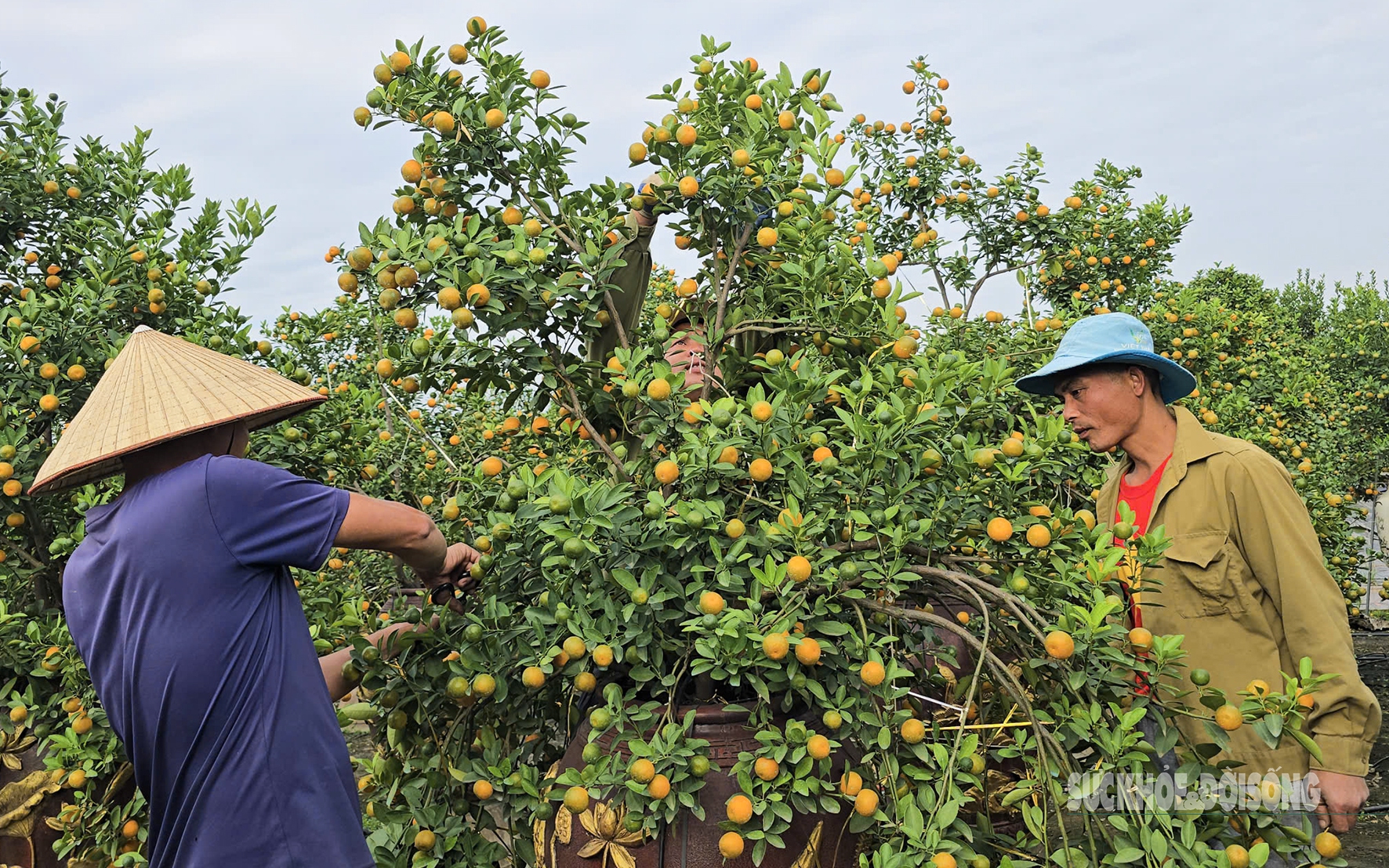 Vùng trồng quất lớn nhất xứ Thanh hồi sinh sau bão lũ- Ảnh 6.