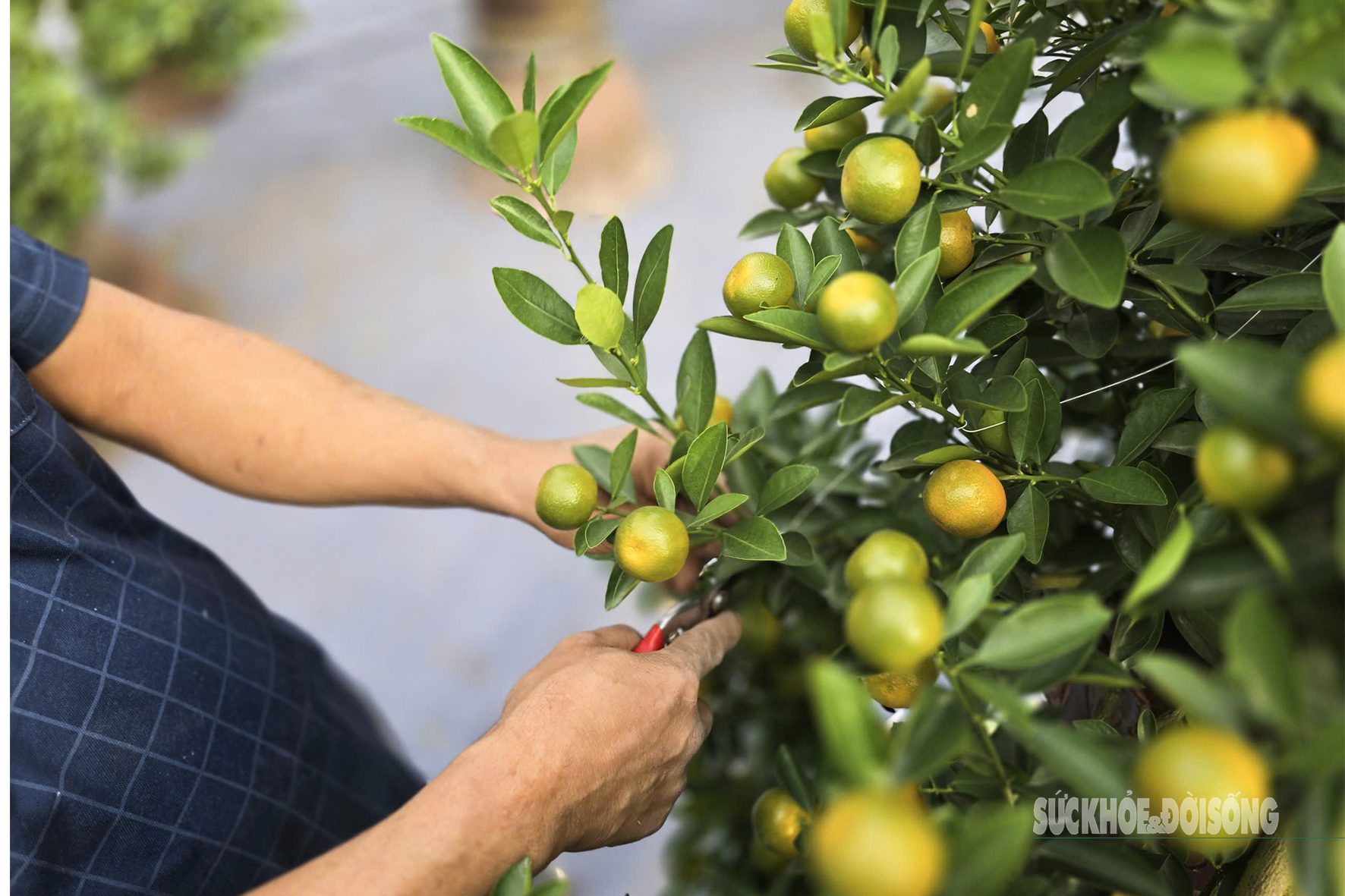 Người dân Tứ Liên hối hả đưa quất 'vào thế'- Ảnh 3.