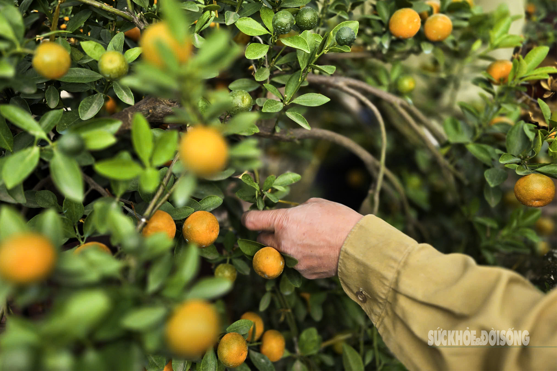 Người dân Tứ Liên hối hả đưa quất 'vào thế'- Ảnh 4.