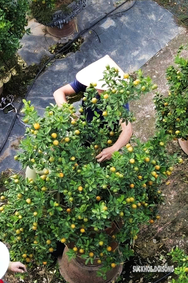 Người dân Tứ Liên hối hả đưa quất 'vào thế'- Ảnh 7.