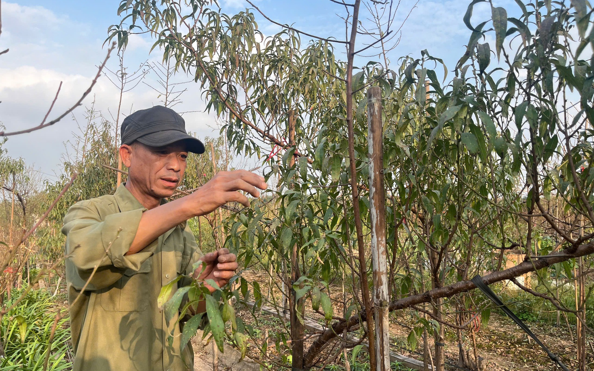 Nghề làm đường phên 'đỏ lửa' chờ Tết- Ảnh 15. Vườn đào Nhật Tân, mùa