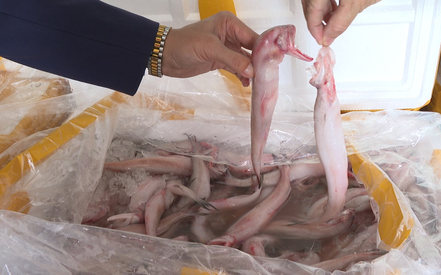 Phát hiện nhiều mẫu cá cháo chứa chất cấm tại các chợ dân sinh- Ảnh 2.