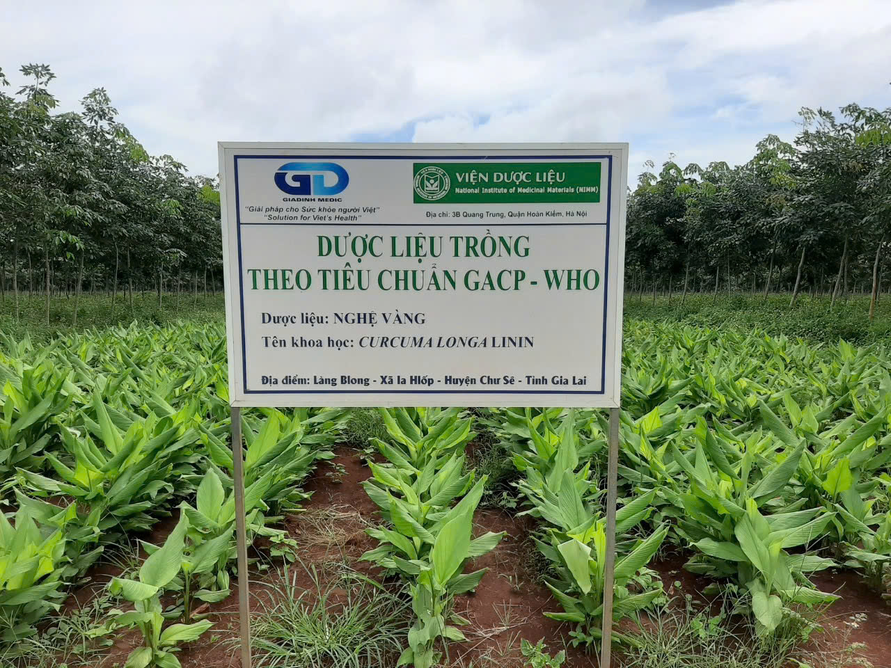 Bảo tồn để phát huy nguồn lực dược liệu quốc gia- Ảnh 4.