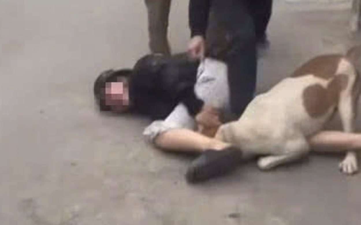 Thả chó dữ tấn công người khác có thể bị xử lý hình sự