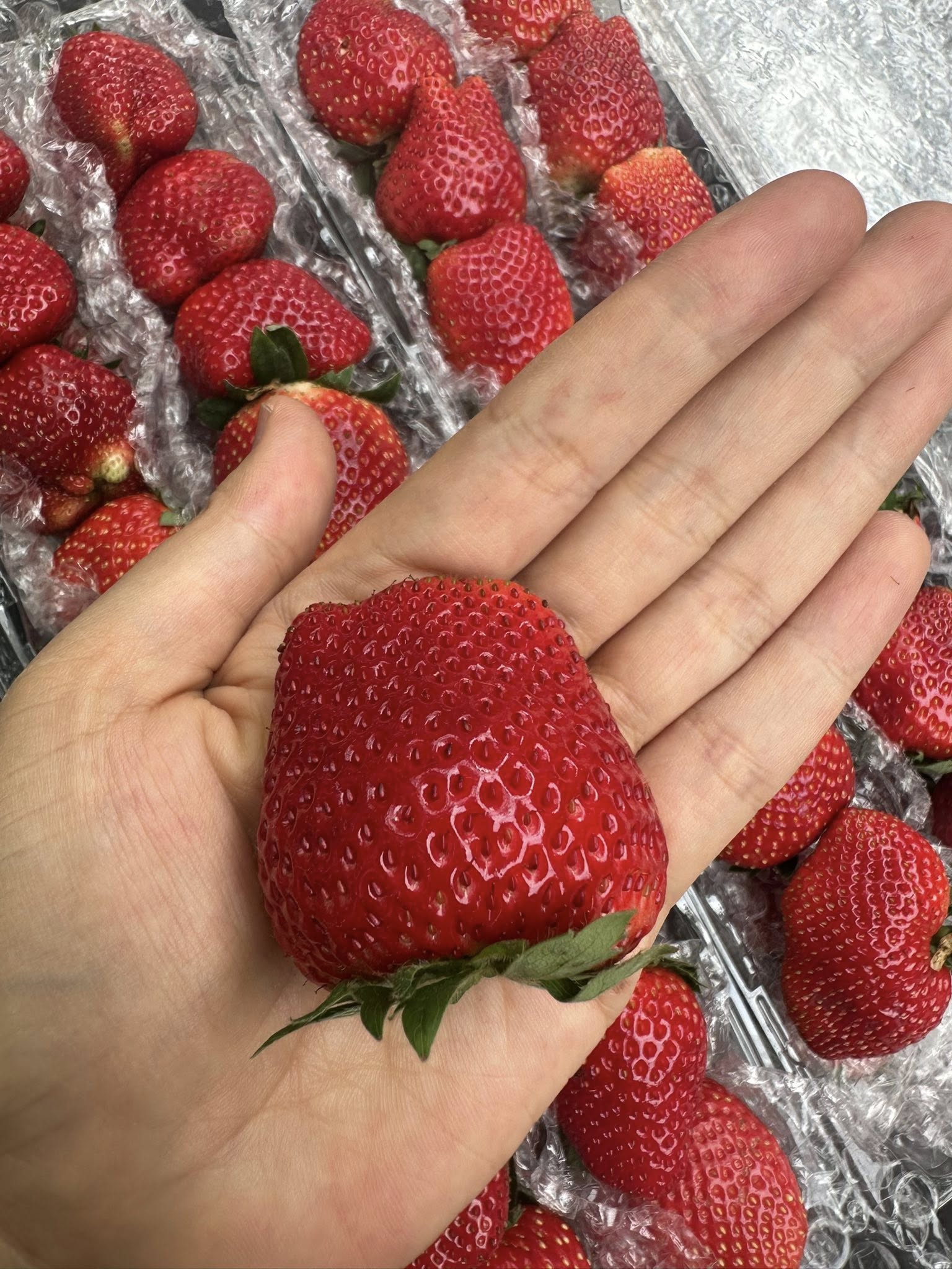 Dâu tây Mộc Châu đầu mùa giá đắt ngang trái cây nhập khẩu nhưng vẫn được người tiêu dùng không tiếc tiền mua- Ảnh 3.