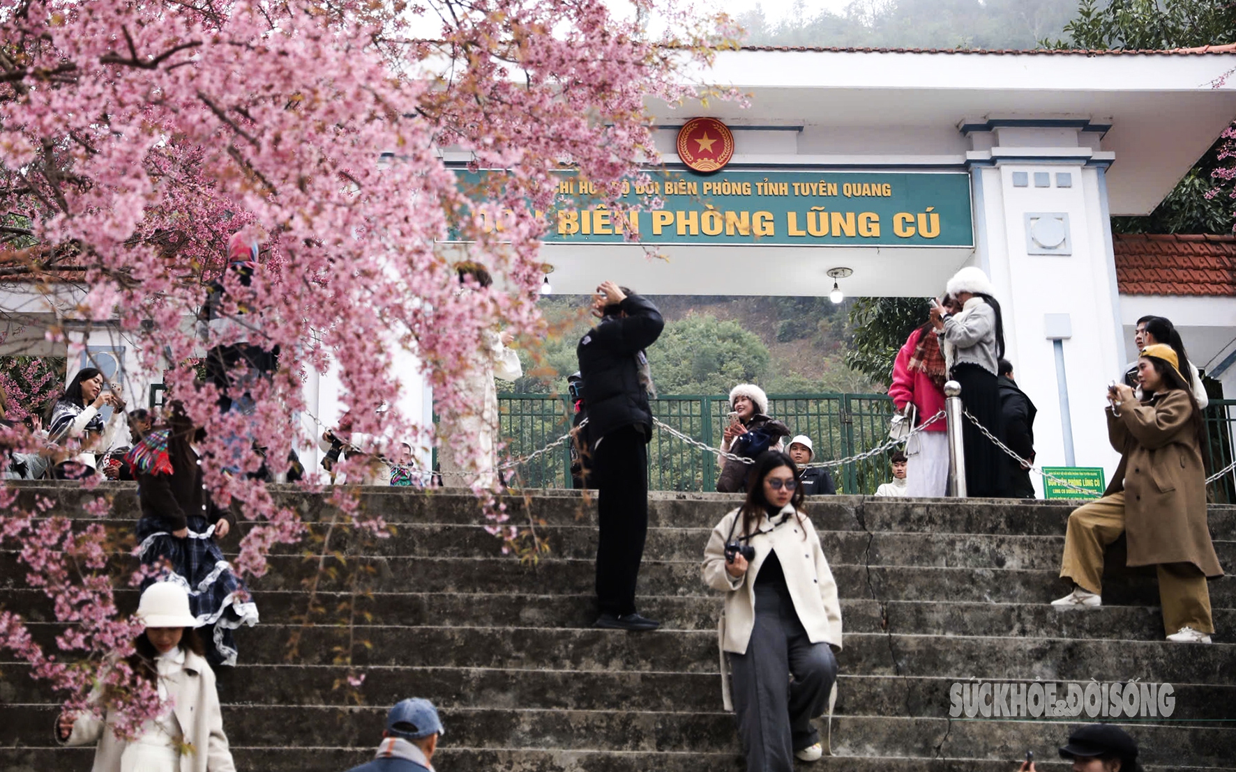 Nơi mùa xuân rực rỡ mai anh đào, hút khách check-in- Ảnh 5. Mai anh đào nở rộ trước Đồn Biên phòng Lũng Cú, khách tấp nập chụp ảnh