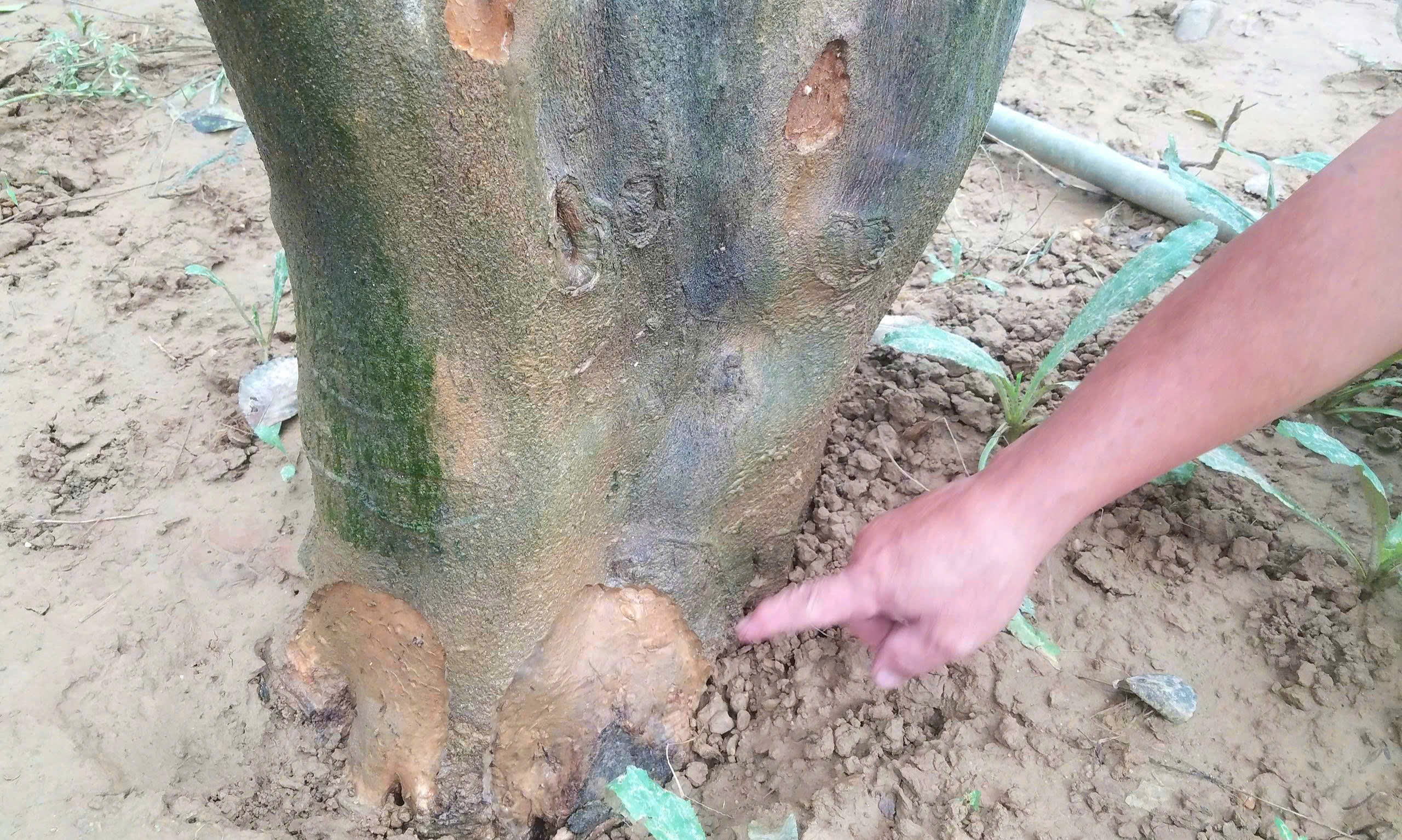 Xác xơ những khu vườn trồng đặc sản 'tiến vua' ở Huế sau lũ- Ảnh 3.