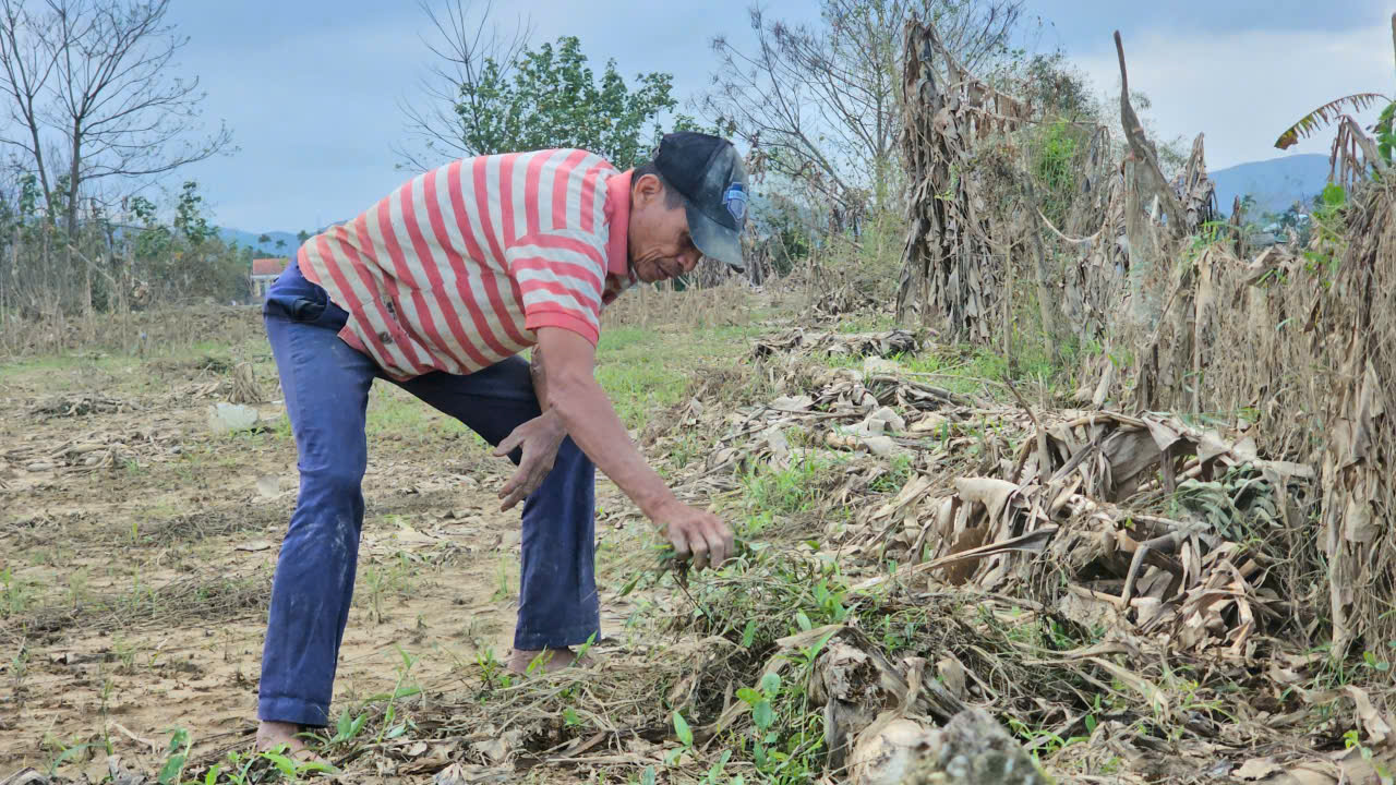 Xác xơ những khu vườn trồng đặc sản 'tiến vua' ở Huế sau lũ- Ảnh 7.