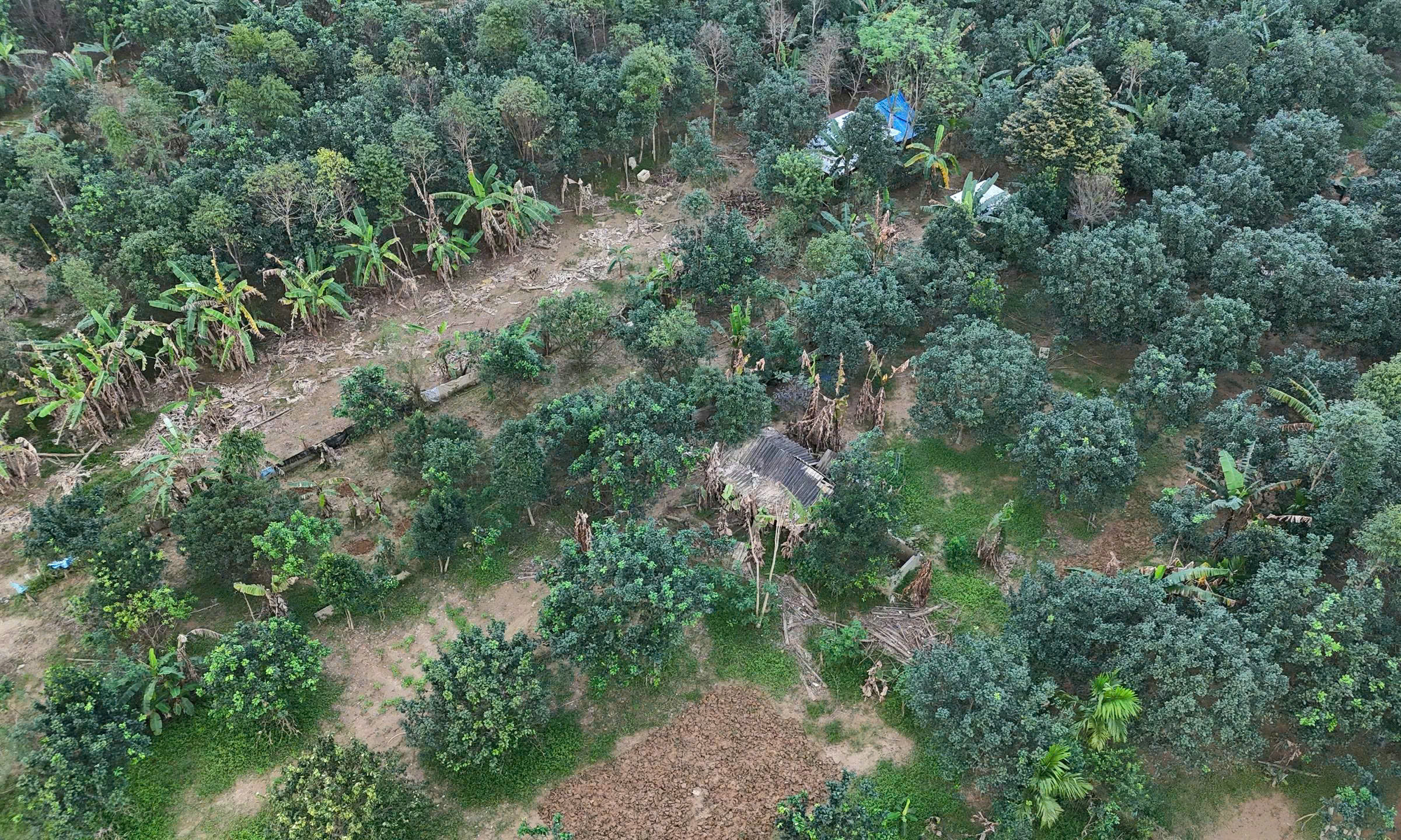 Xác xơ những khu vườn trồng đặc sản 'tiến vua' ở Huế sau lũ- Ảnh 1.