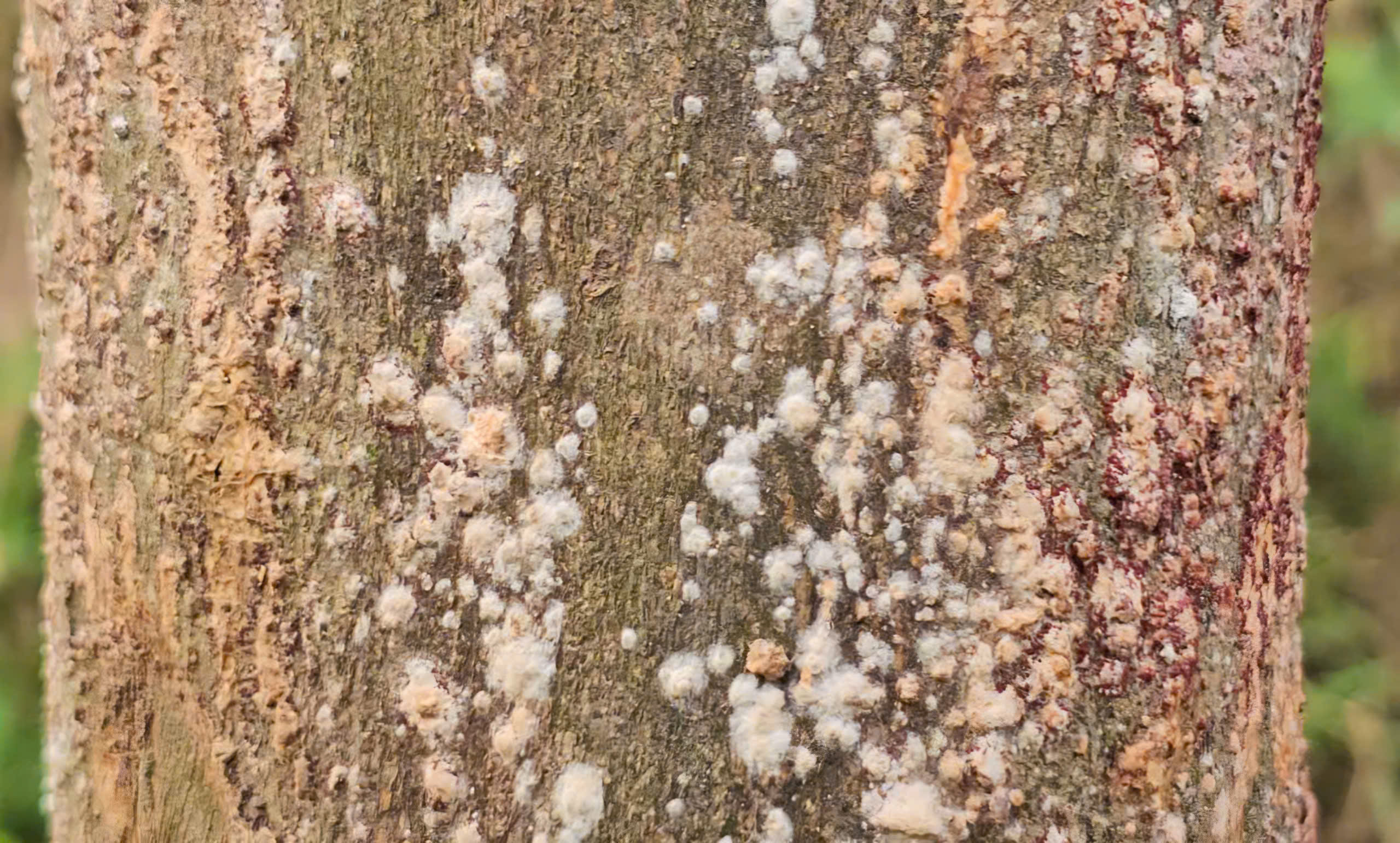 Xác xơ những khu vườn trồng đặc sản 'tiến vua' ở Huế sau lũ- Ảnh 11.