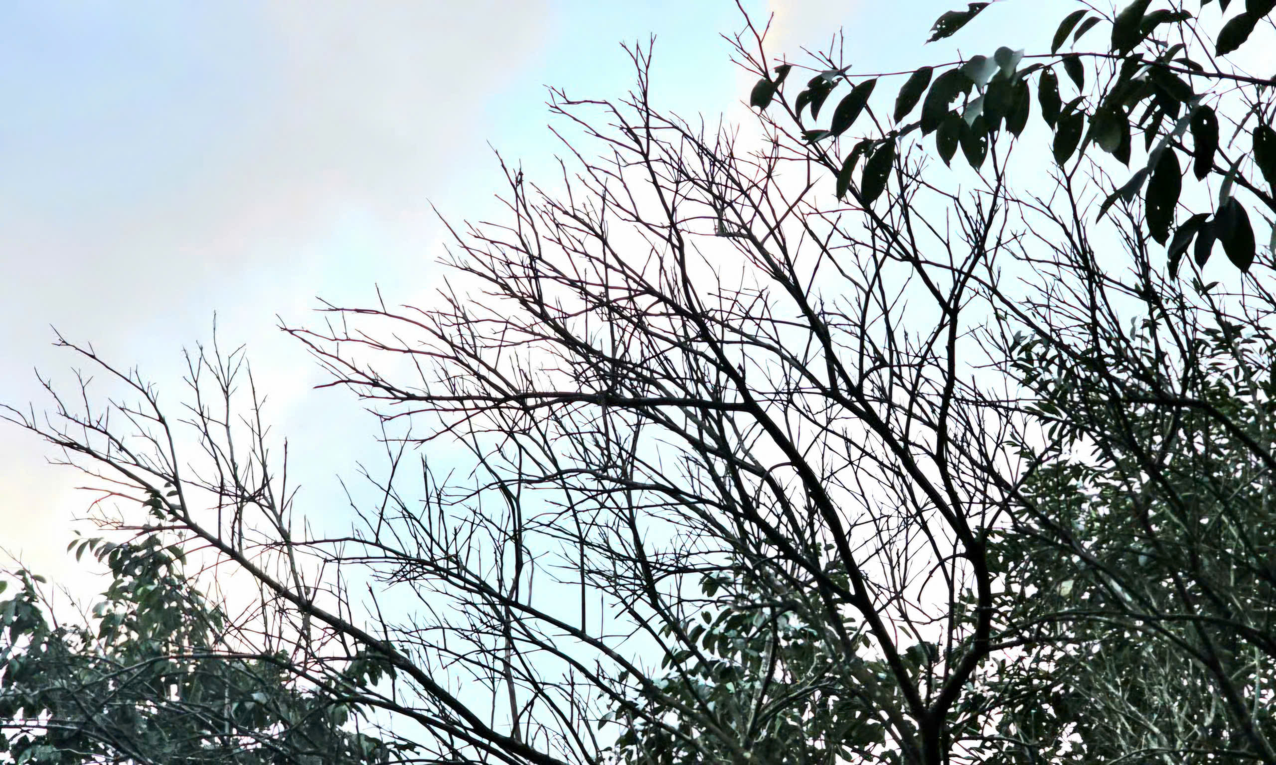 Xác xơ những khu vườn trồng đặc sản 'tiến vua' ở Huế sau lũ- Ảnh 6.