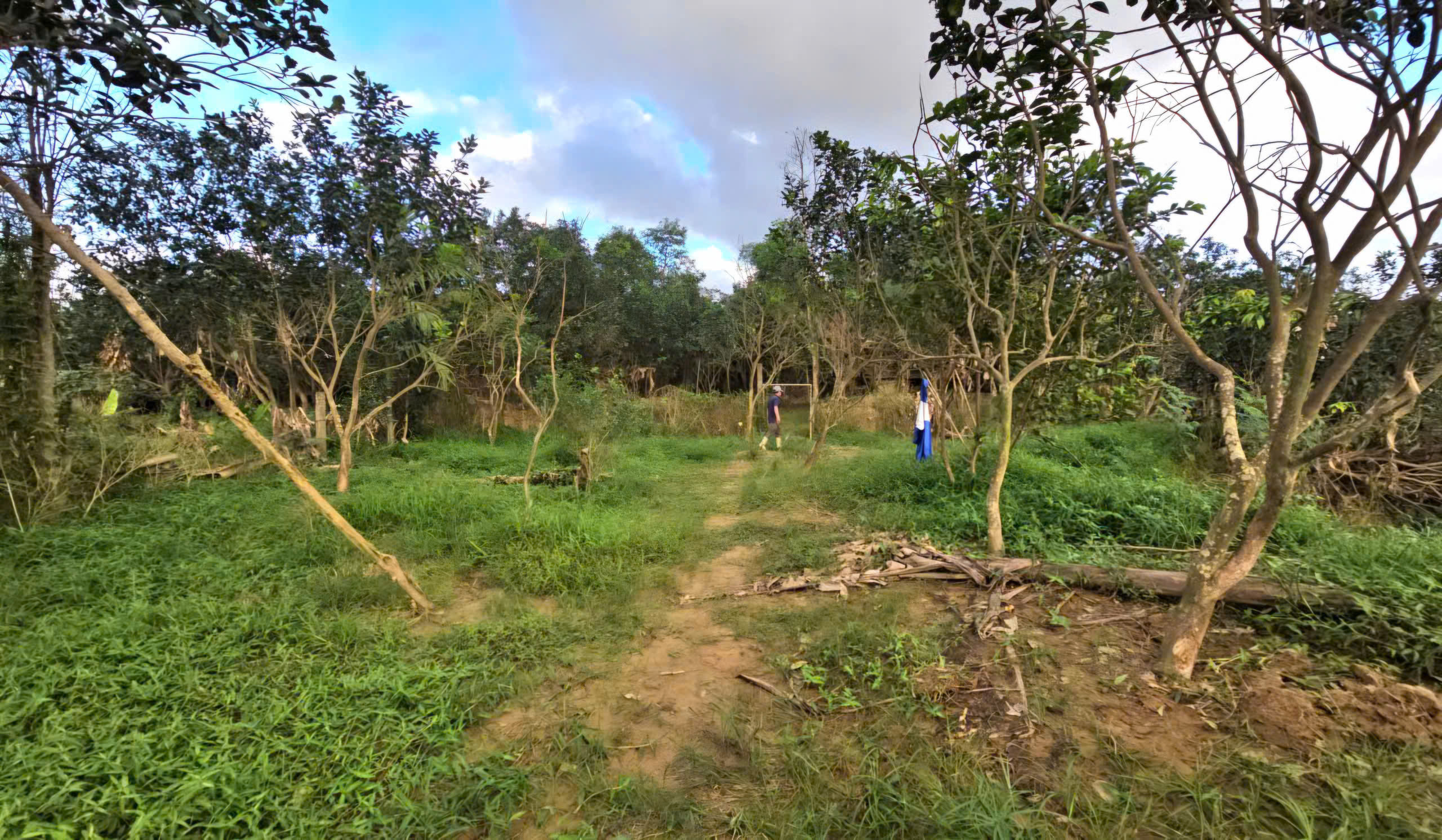 Xác xơ những khu vườn trồng đặc sản 'tiến vua' ở Huế sau lũ- Ảnh 12.